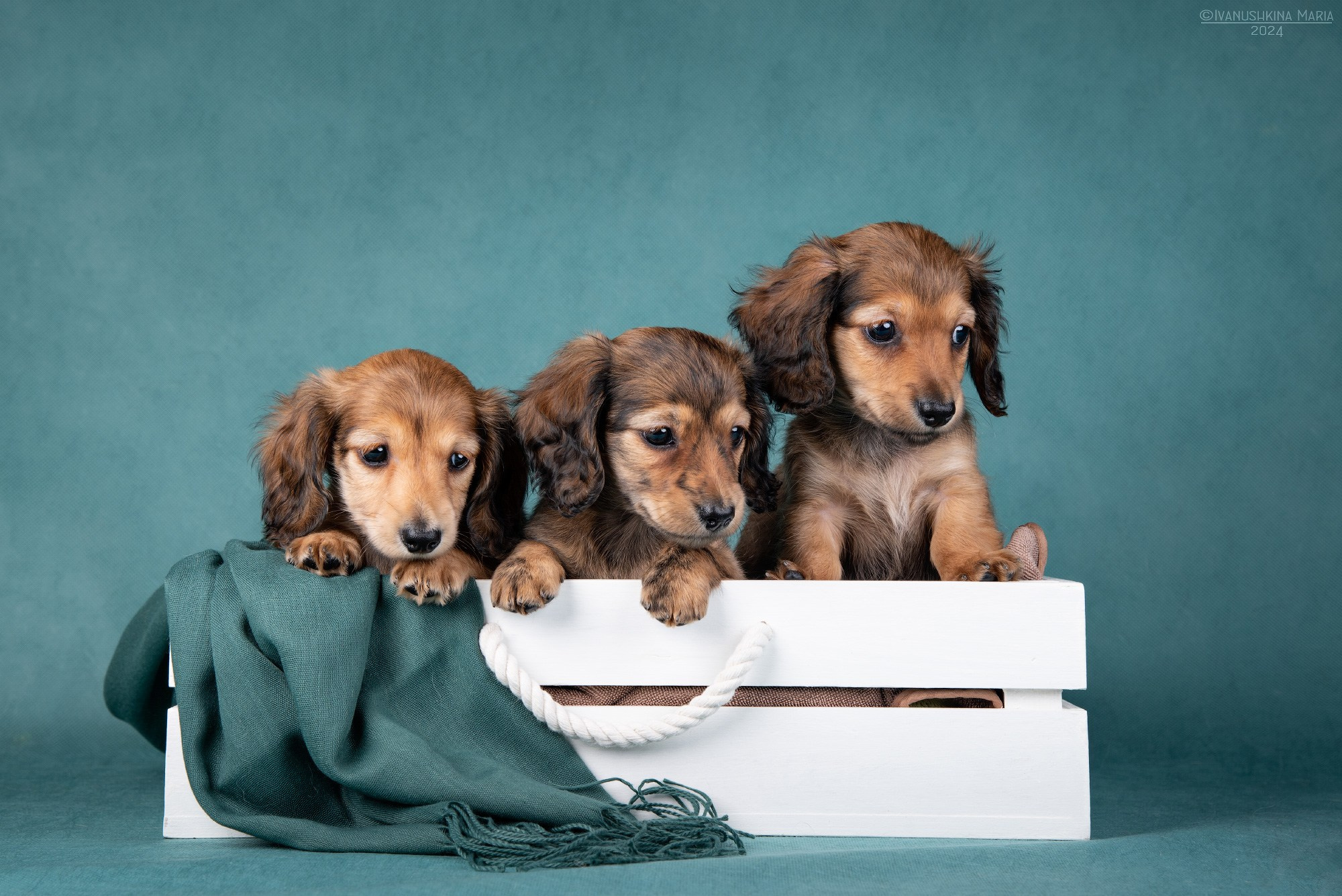 щенки длинношерстной таксы