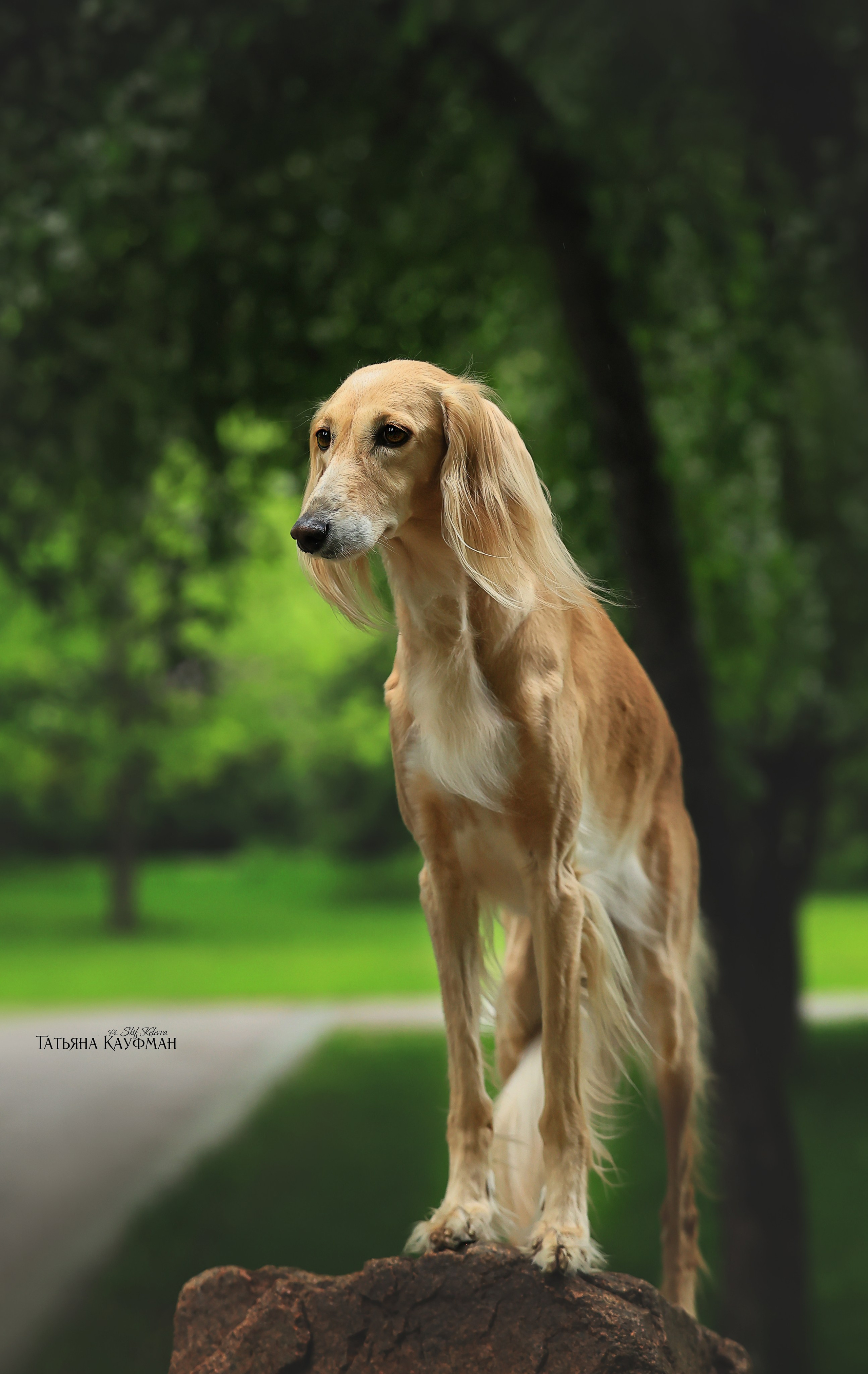 Салюки, фотография салюки, собака в цветах, красивая собака, фотограф анималист, фотокурс Анималистика, научиться фотографировать собак, фотограф Новосибирск