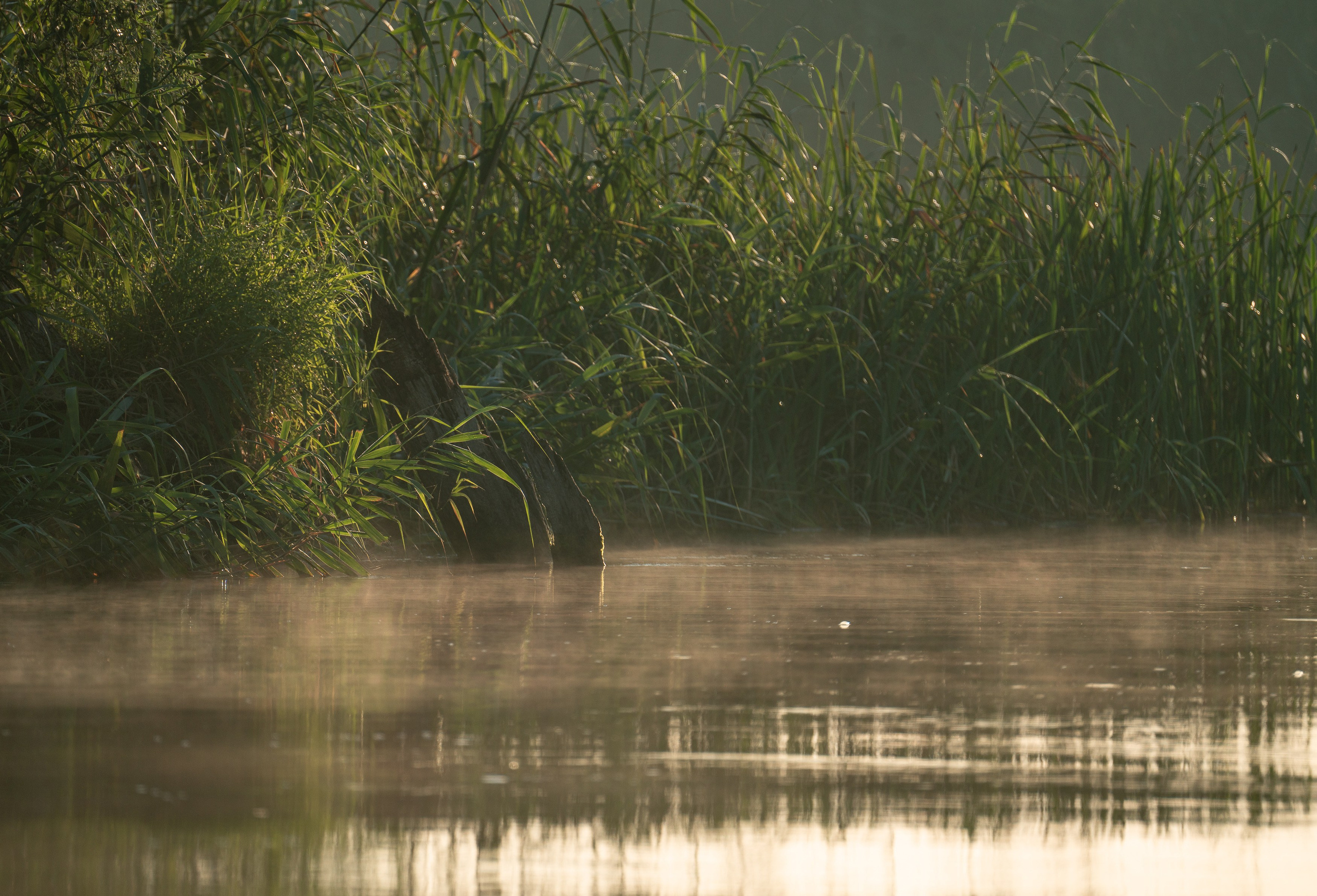 Барханы и лотосы. Июль–Август