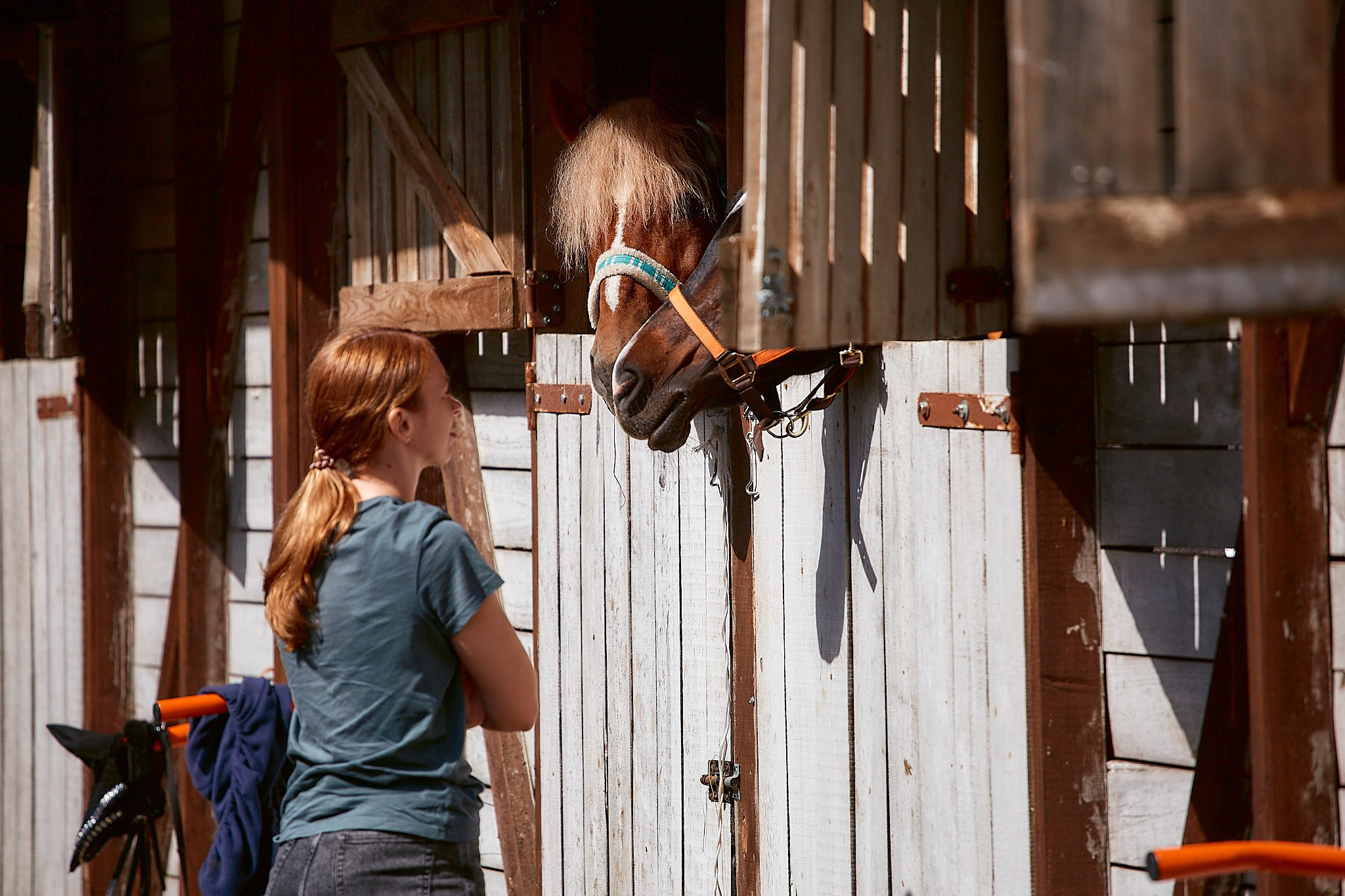 Выездка в «КСК» FreeRide