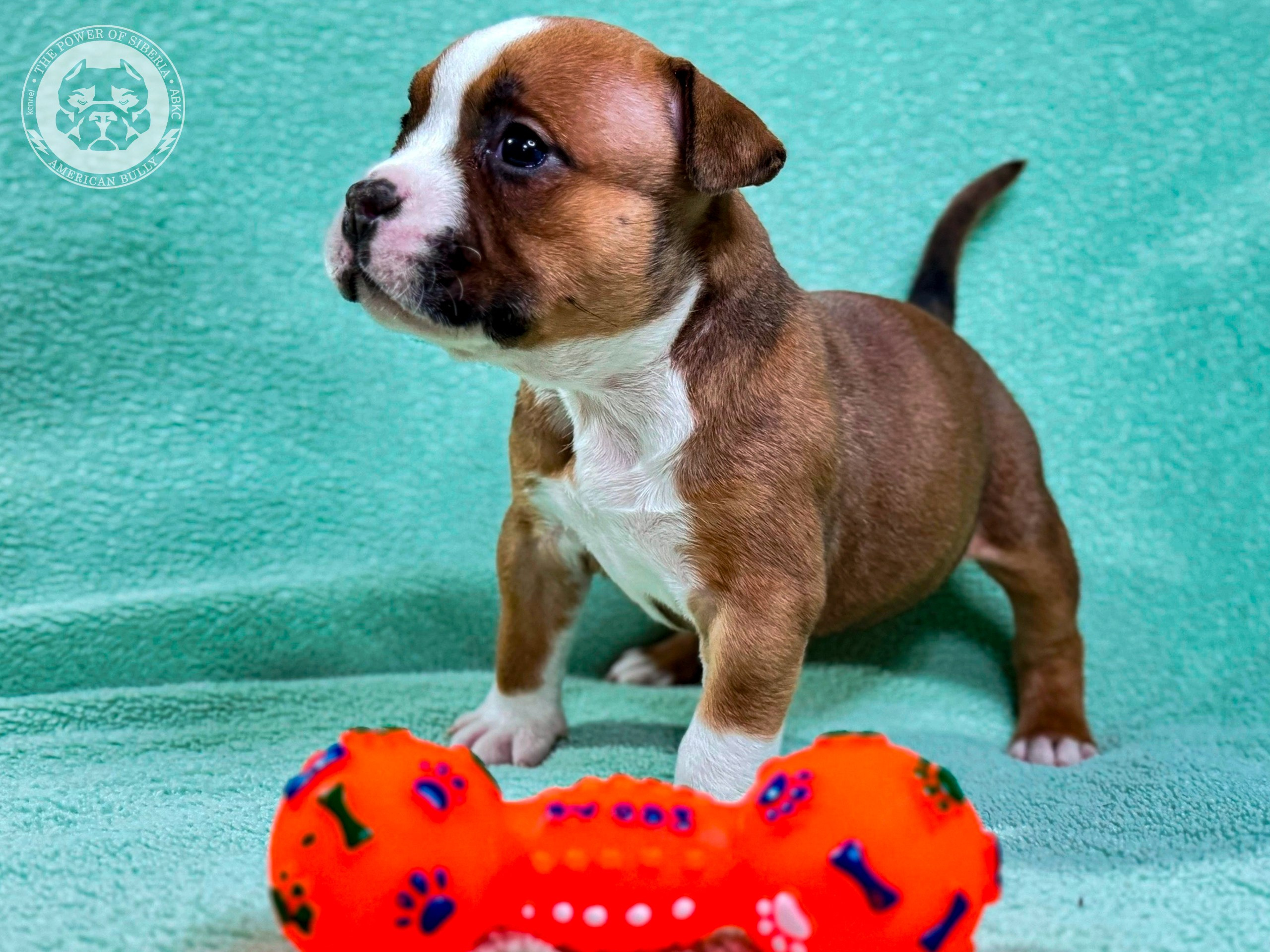Все свободные щенки. Американский Булли в г. Ростов-на-Дону. Питомник THE POWER OF SIBERIA