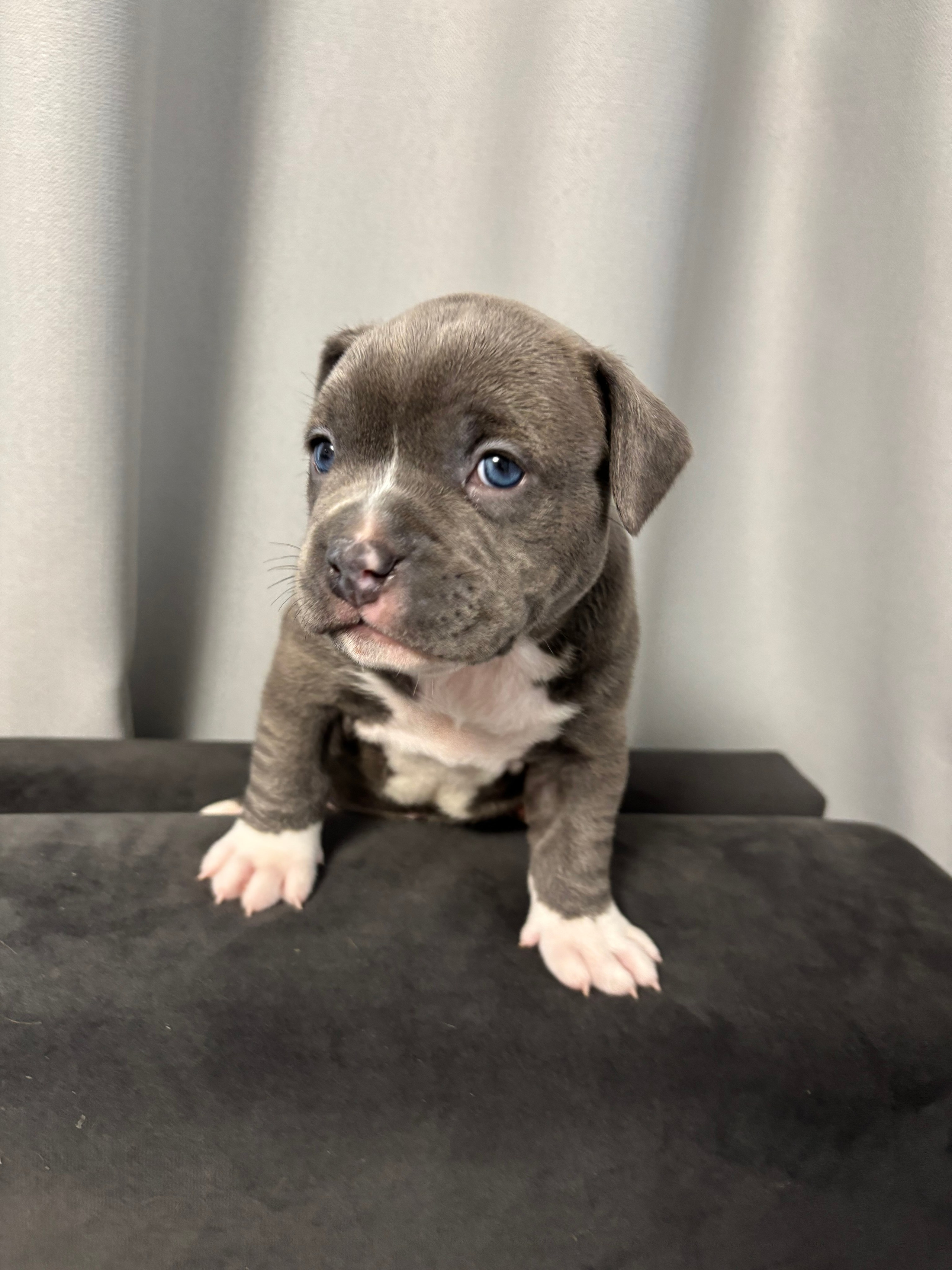 Помет Рич и Дося 04.02.25. Американский Булли в г. Ростов-на-Дону. Питомник THE POWER OF SIBERIA