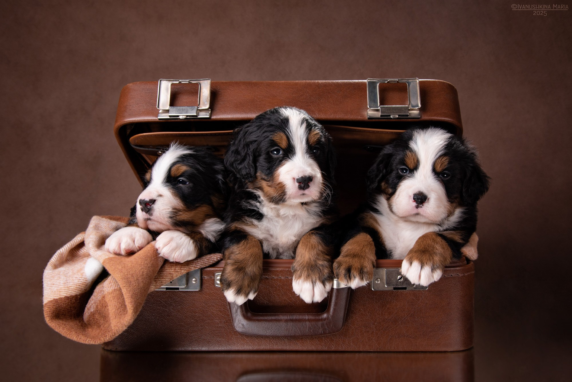 щенки в сундуке