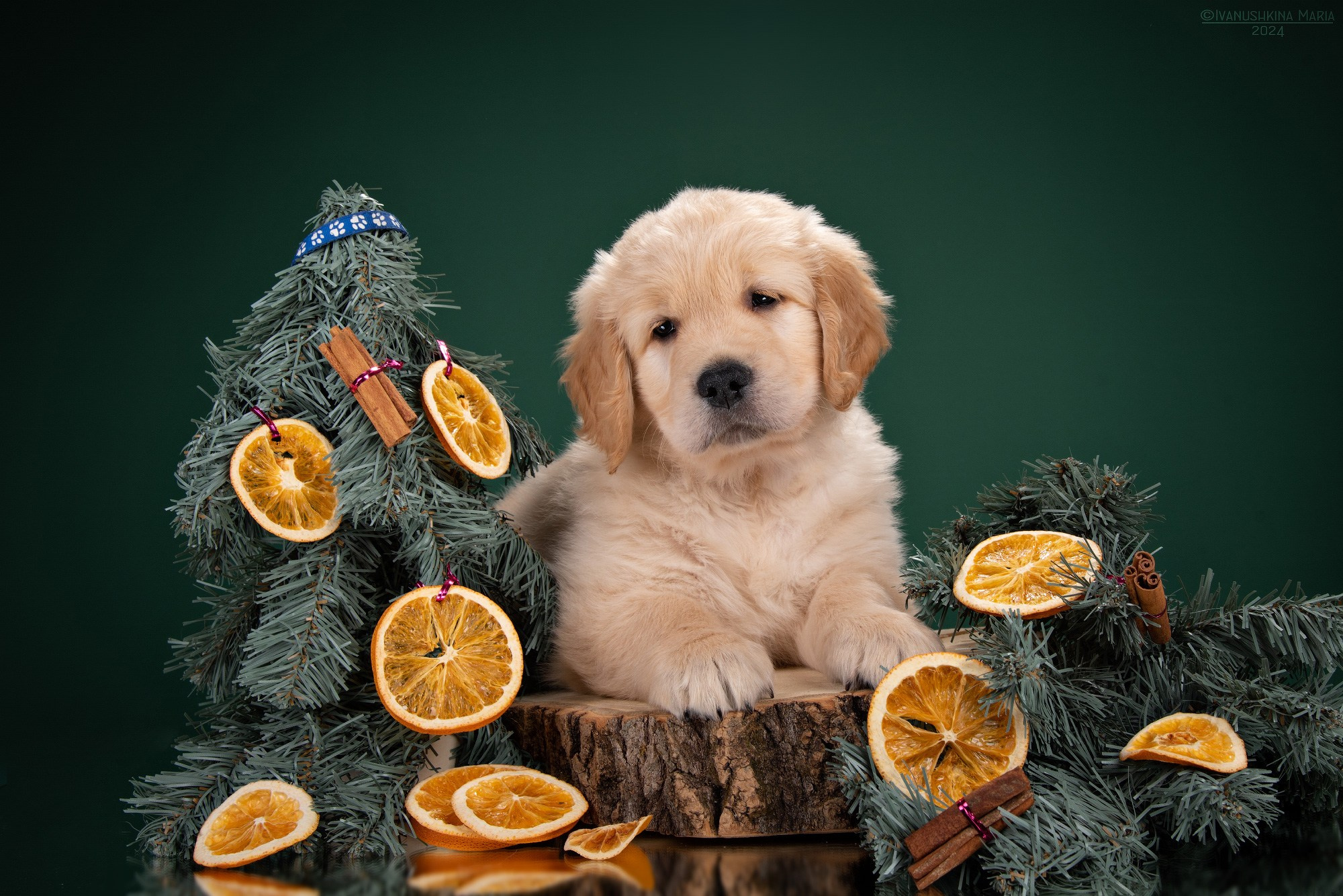 щенок голдена