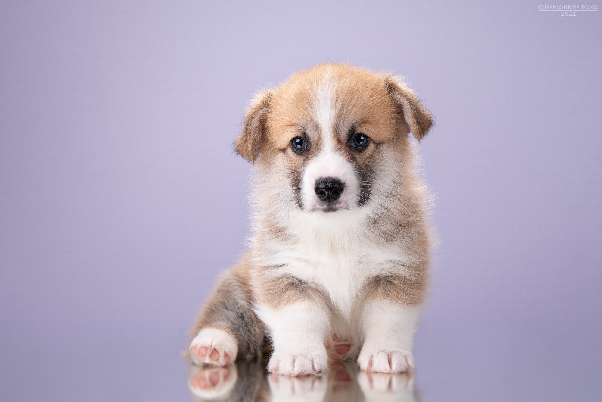 Фотосессия щенков на фонах. Фотограф собак в Москве и Московской области Иванушкина Мария