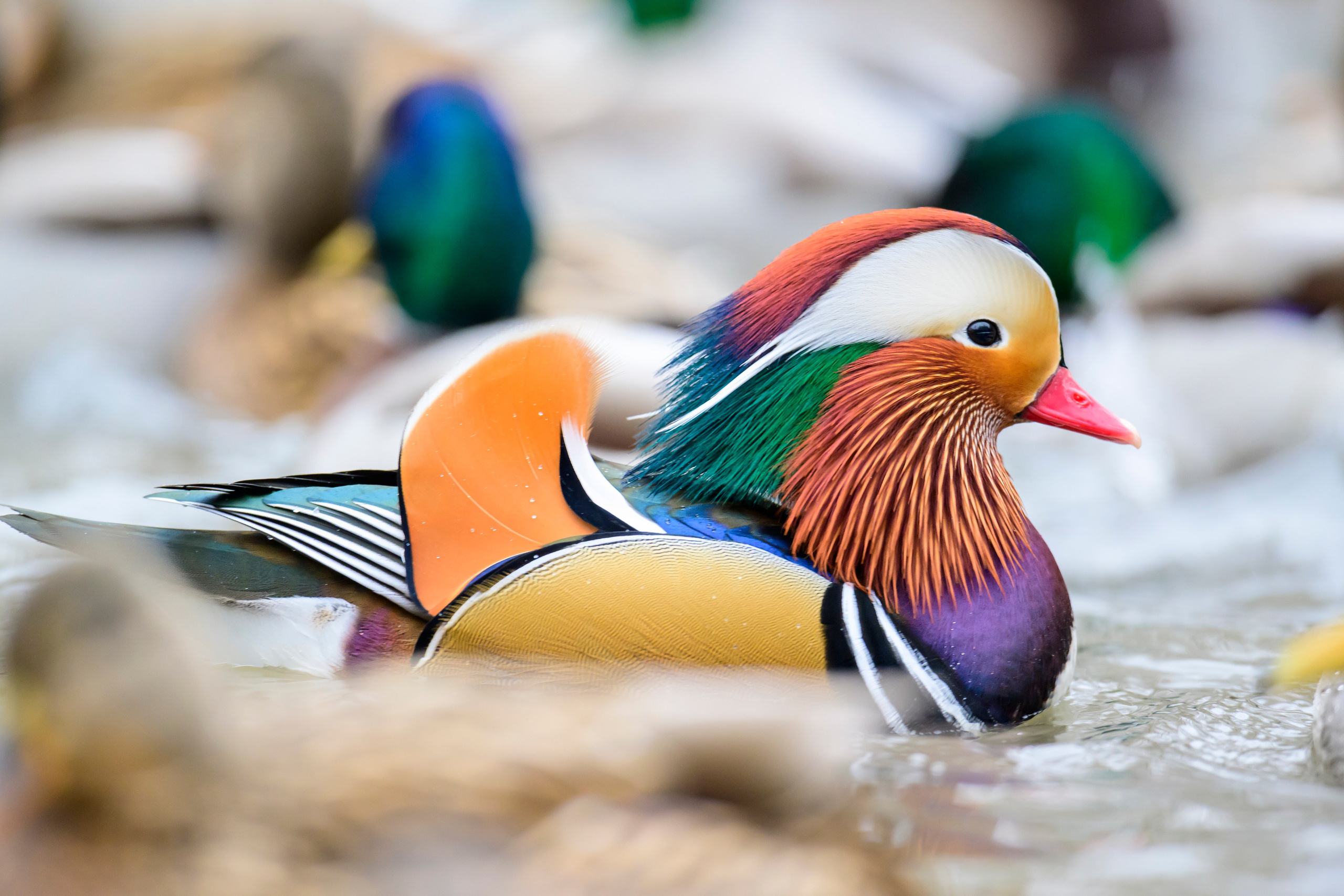 Мандаринки. Mandarin ducks. Фотограф Сергей Пупонин