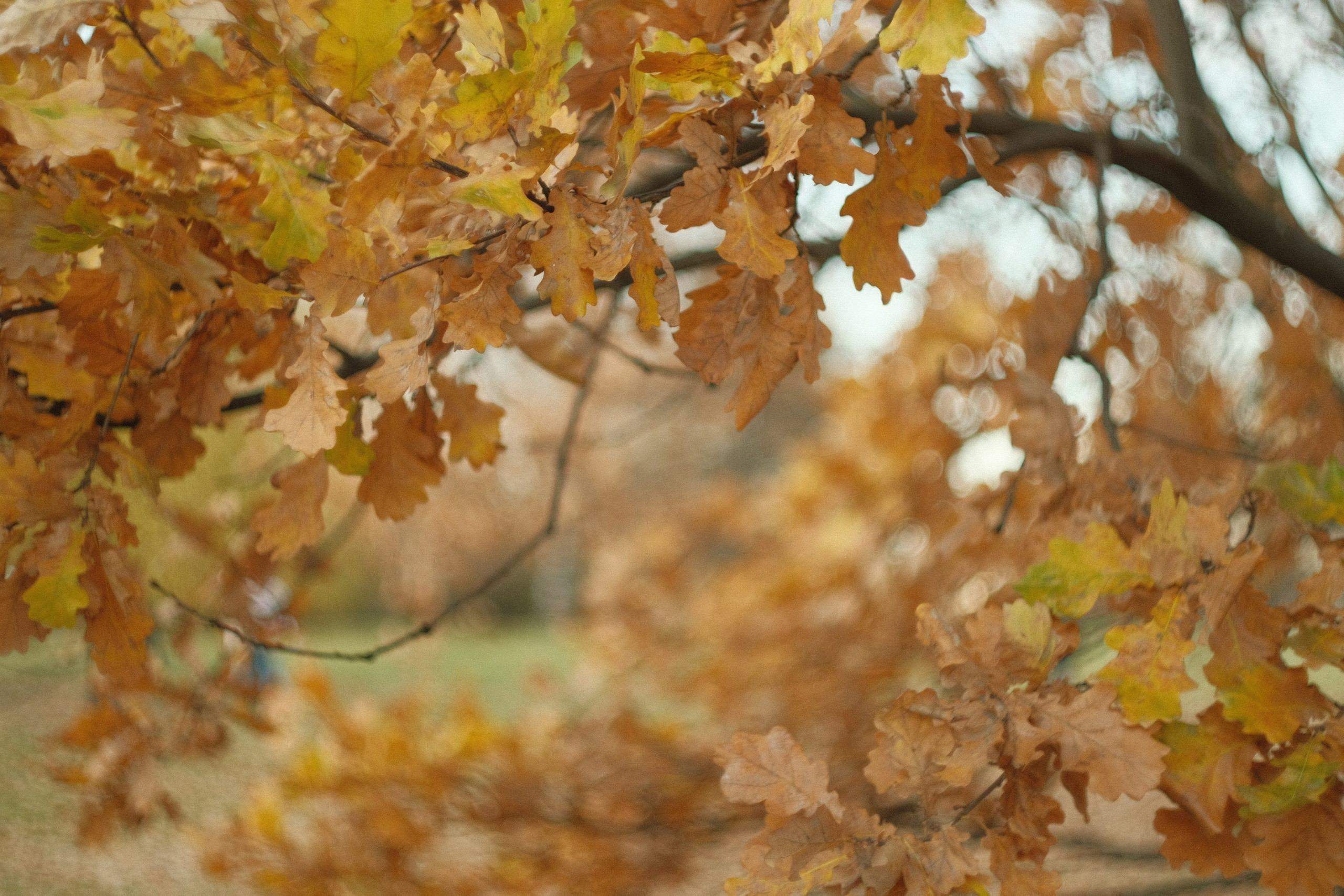 Коломенское, осень, объектив Гелиос 77м4. Фотограф в Москве Максим Скоробогатов