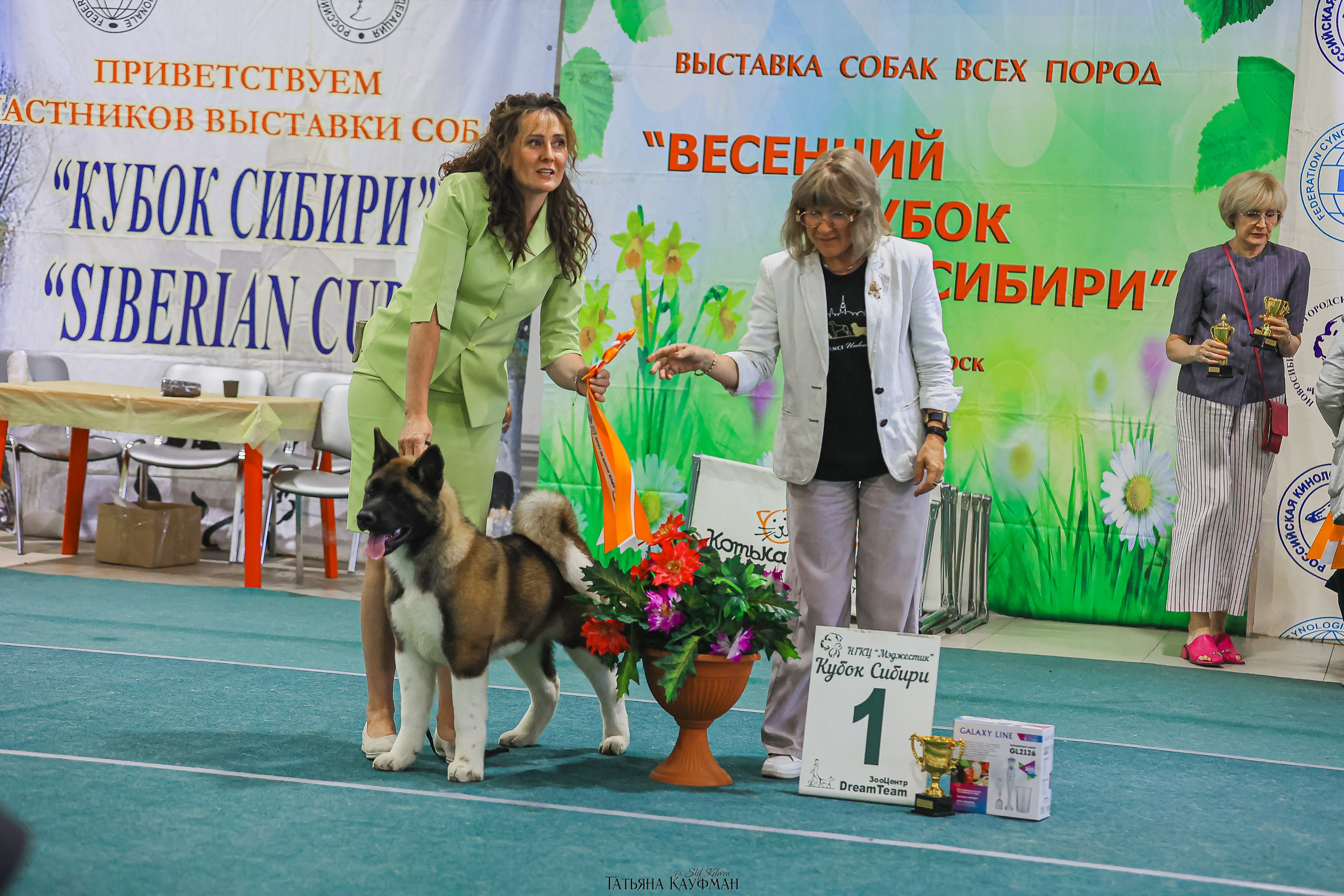 13.07.25 2х выставки собак. Новосибирск. «Кубок Сибири»