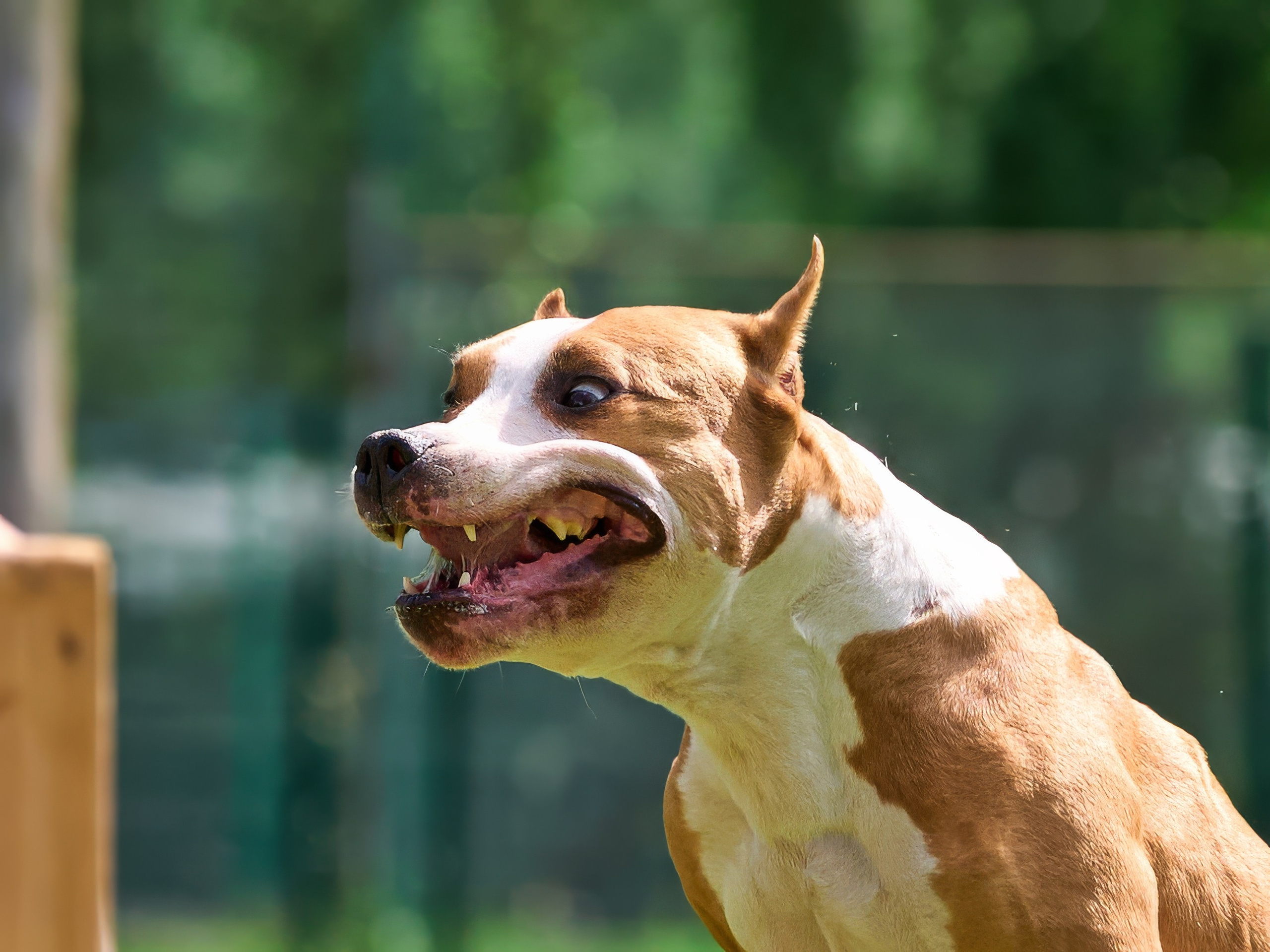 Двухдневные соревнования «Jump'n'Gym Fest — 2024». Фотограф-анималист Михаил Манухин