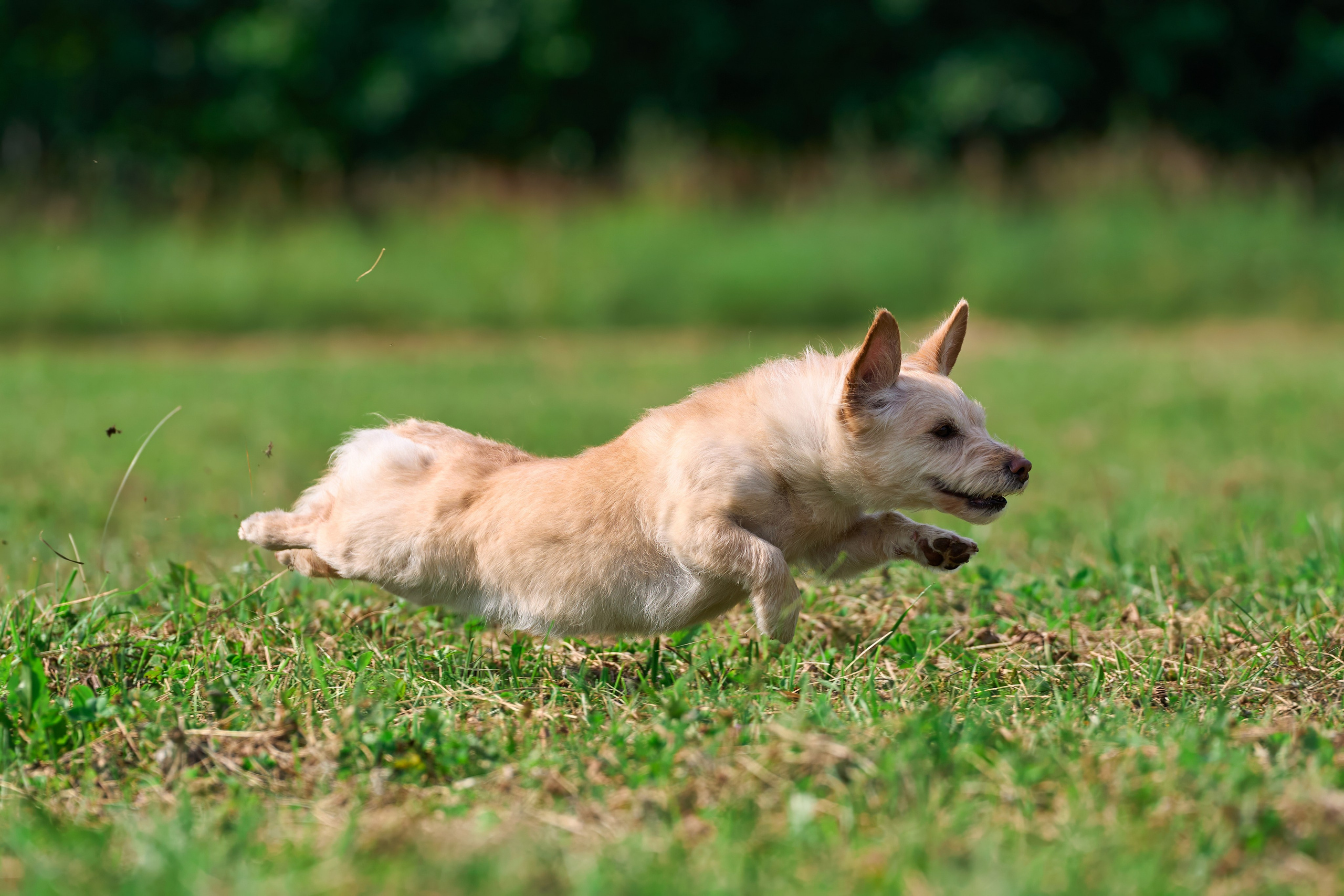 Тренировка в Донино. Фотограф-анималист Михаил Манухин