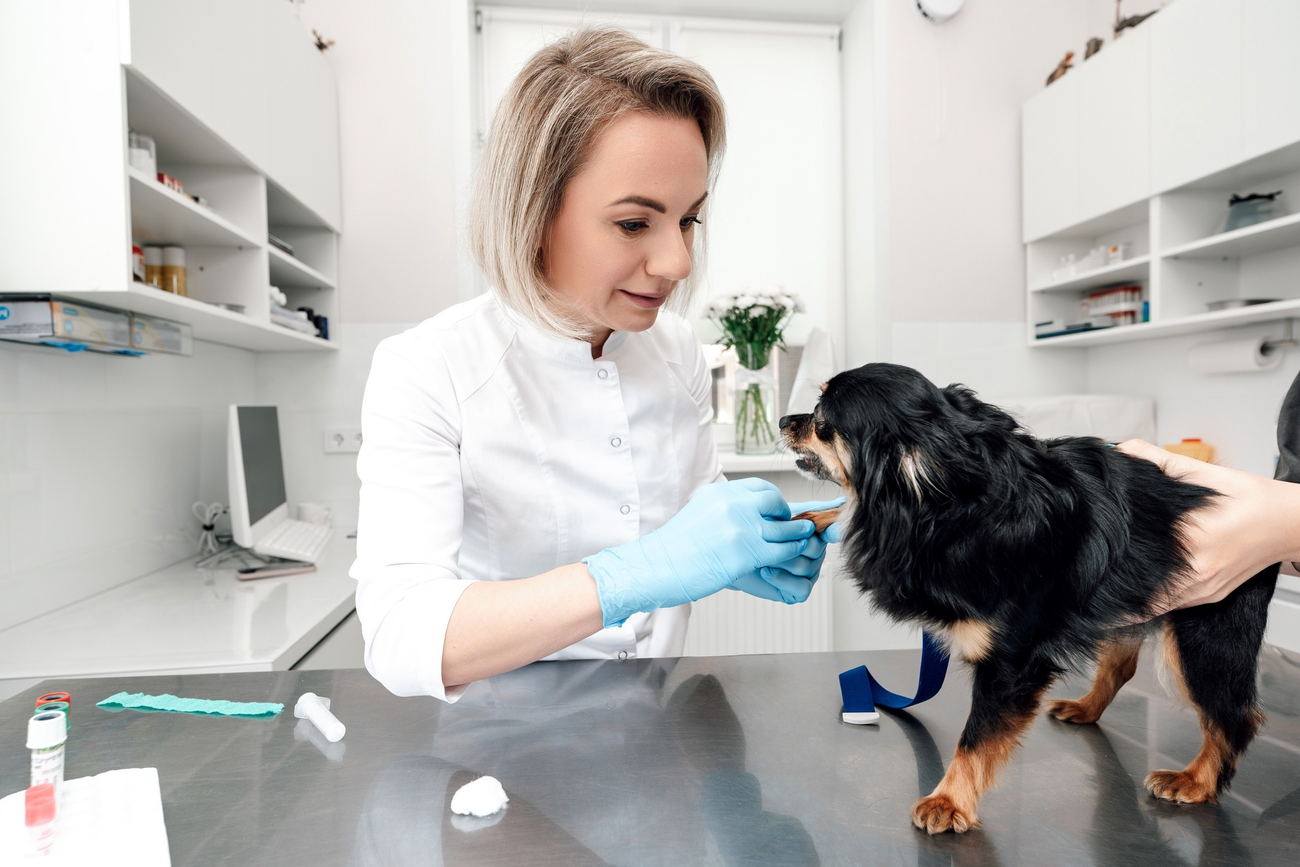 Съёмка для ветеринарной клиники ЭЛИТВЕТ. Фотограф и видеограф Анна Жагорина