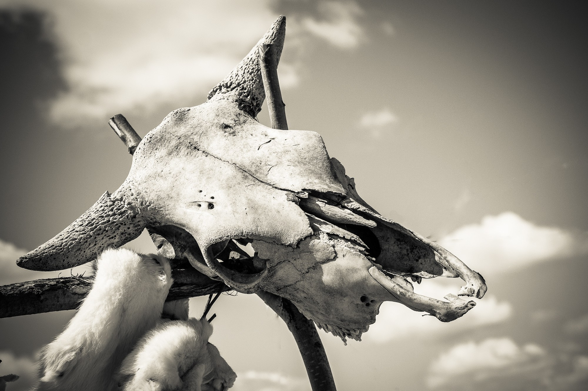 Череп животного с рогами висит на ограждении изгороди