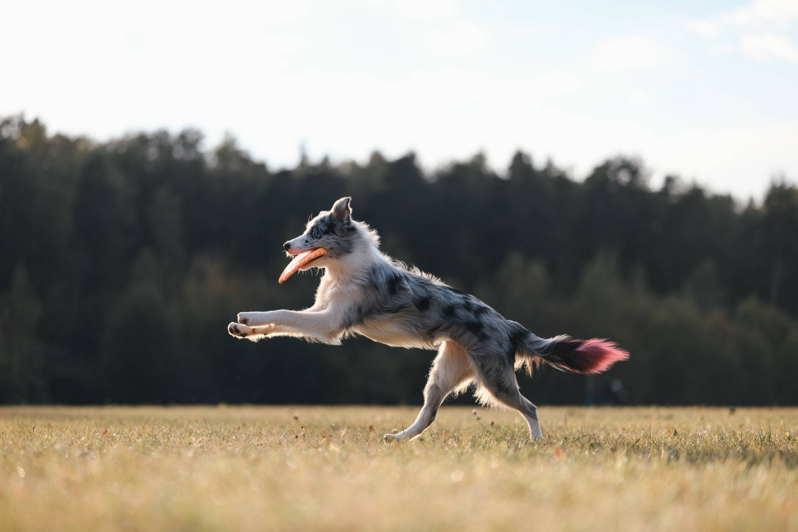 Фотограф Анималист в Москве Анастасия Жучкова