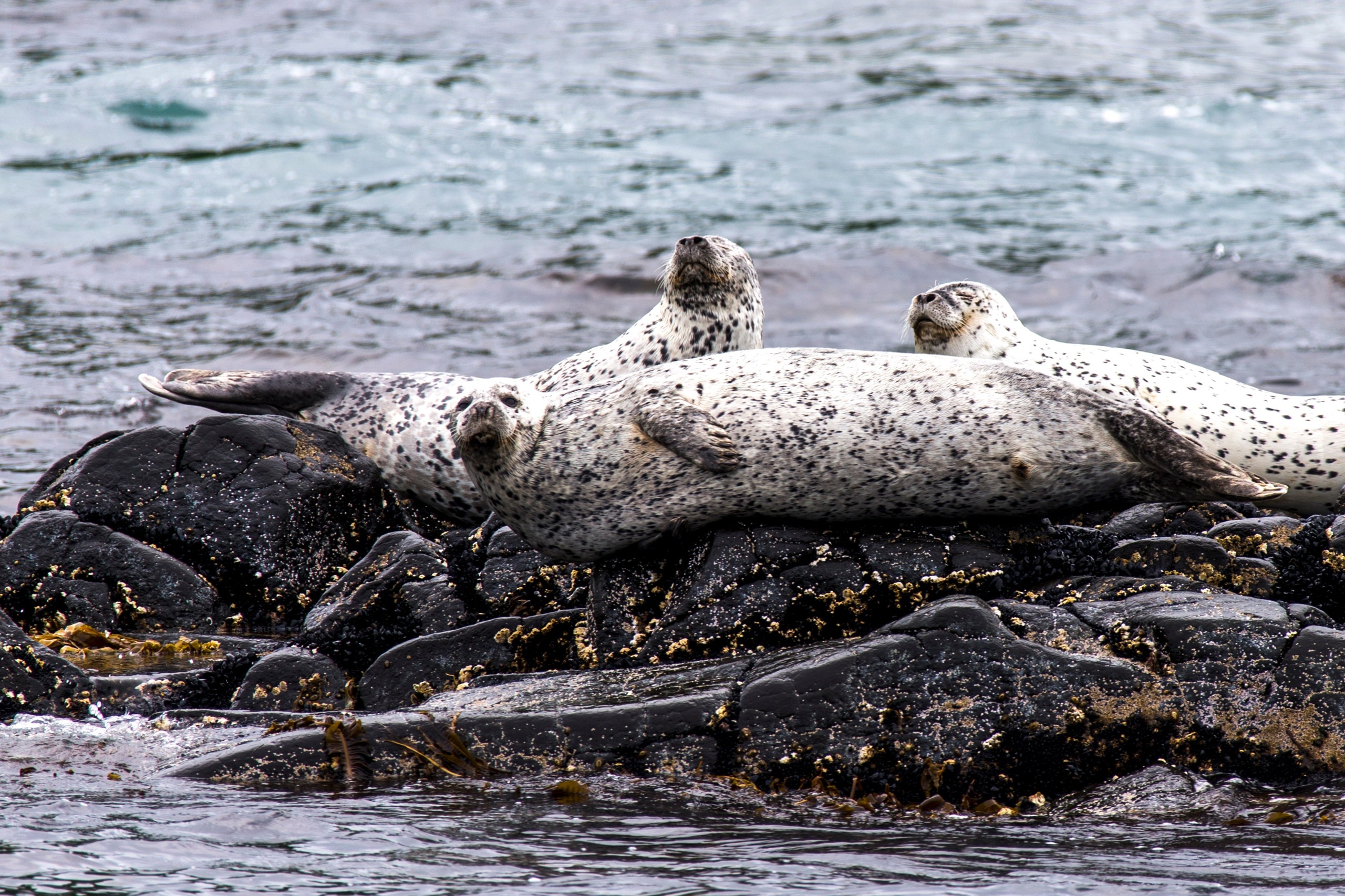 Мыс Зелёный — вулканические скалы и океанские виды. Время Камчатки: чтобы найти свой путь, нужно скорость умножить на время