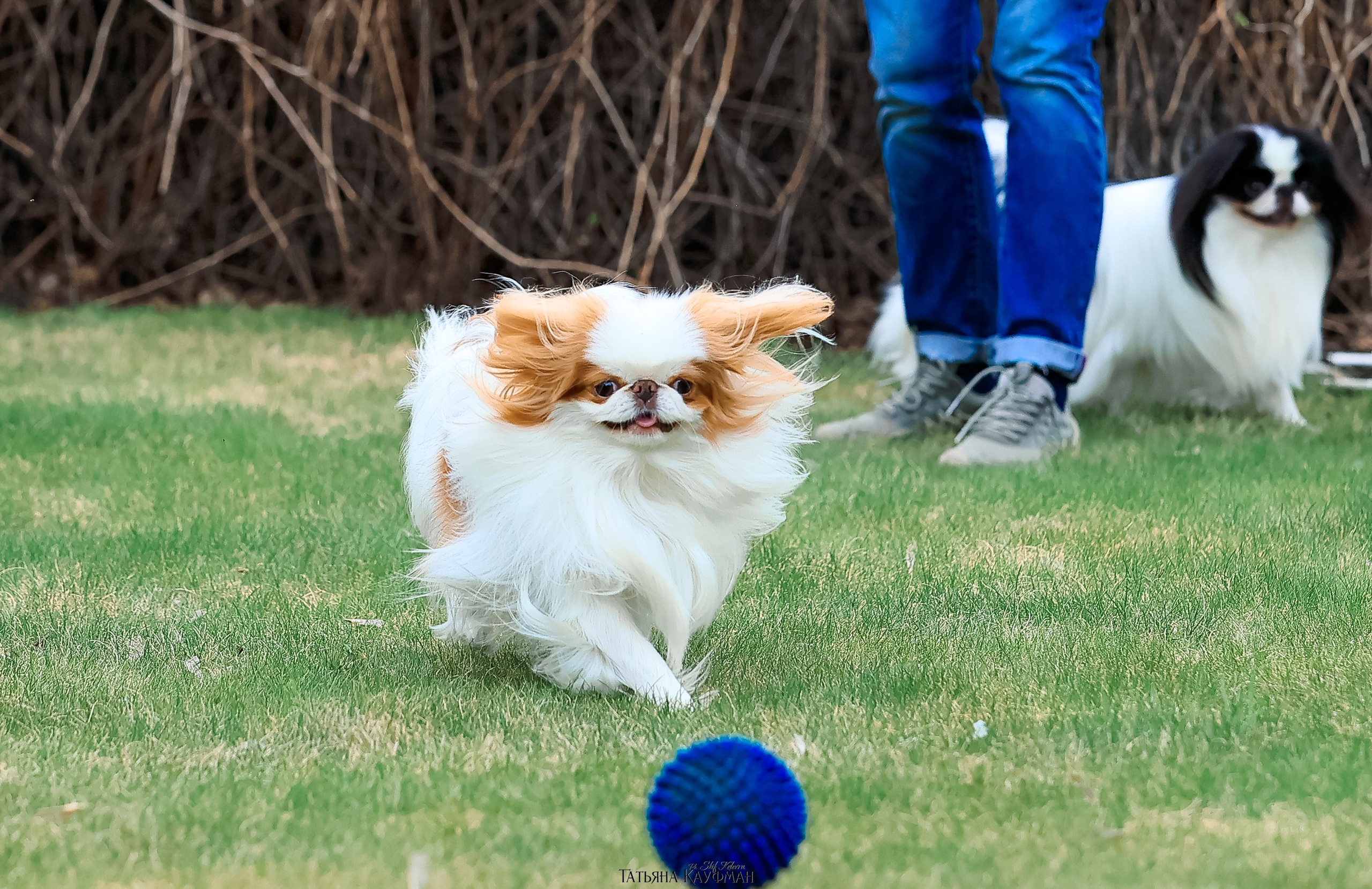 Японский хин, фотография японский хин, собака в цветах, красивая собака, фотограф анималист, фотокурс Анималистика, научиться фотографировать собак, фотограф Новосибирск