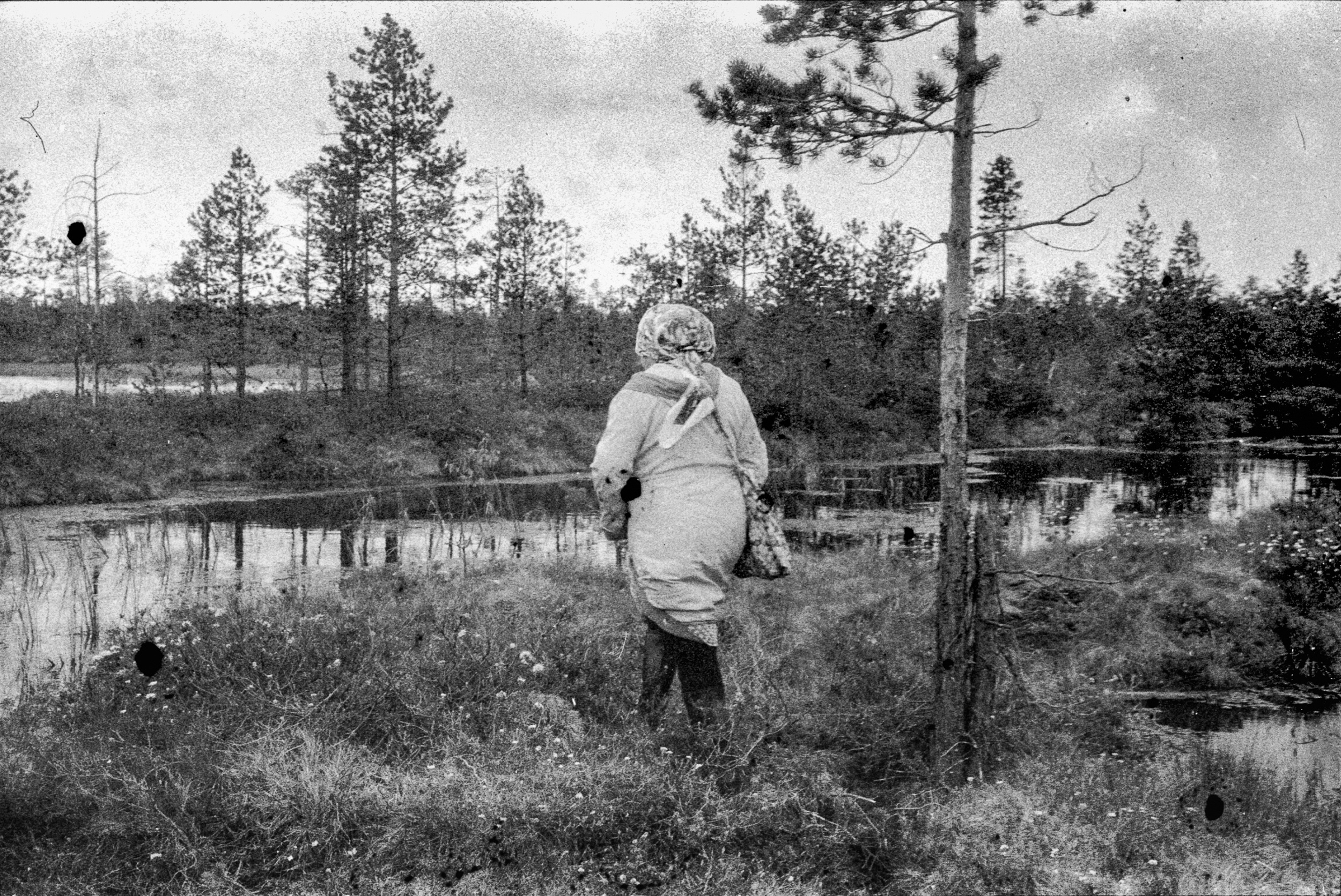 Oil and Moss. Igor Tereshkov