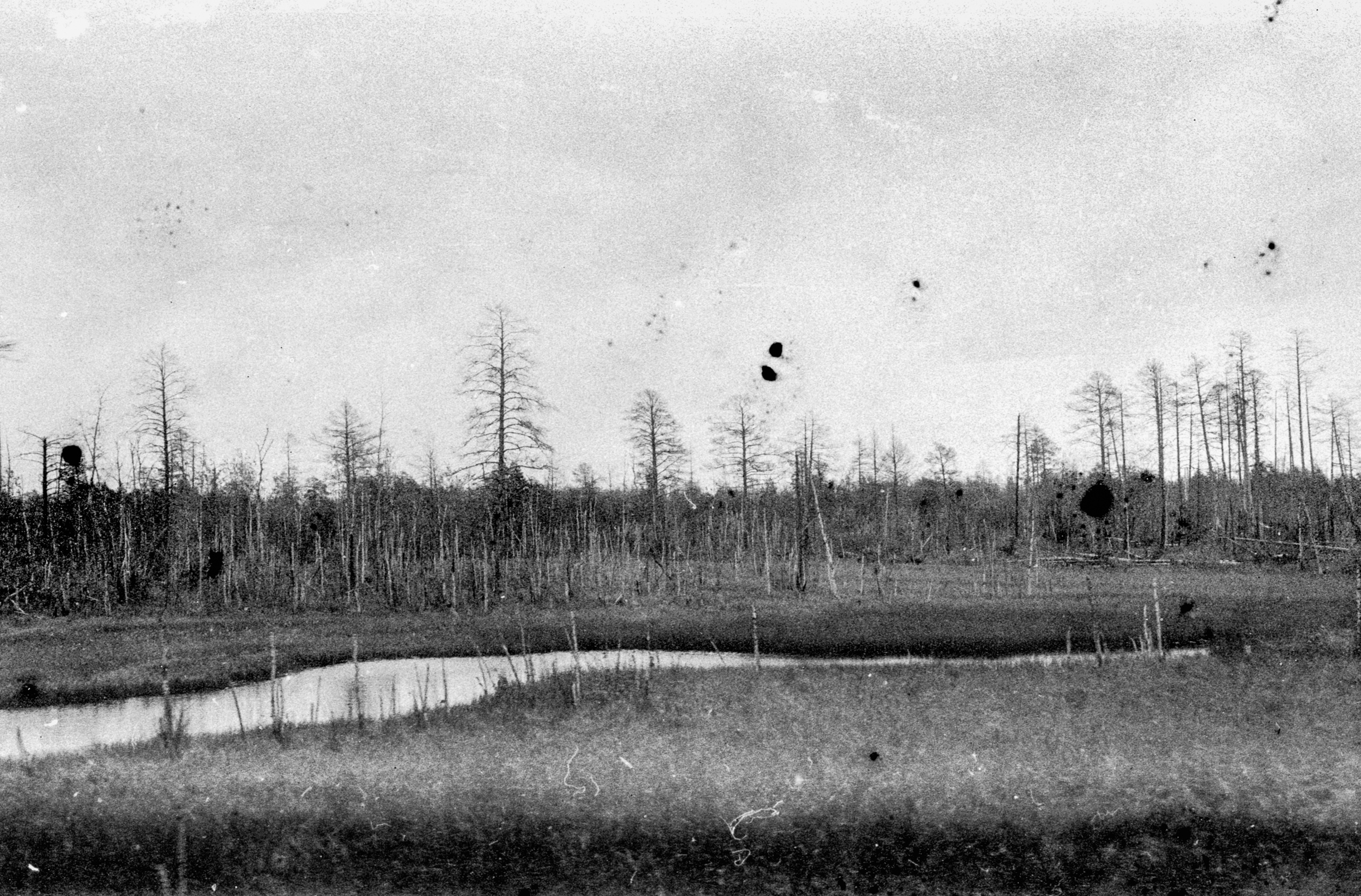 Oil and Moss. Igor Tereshkov