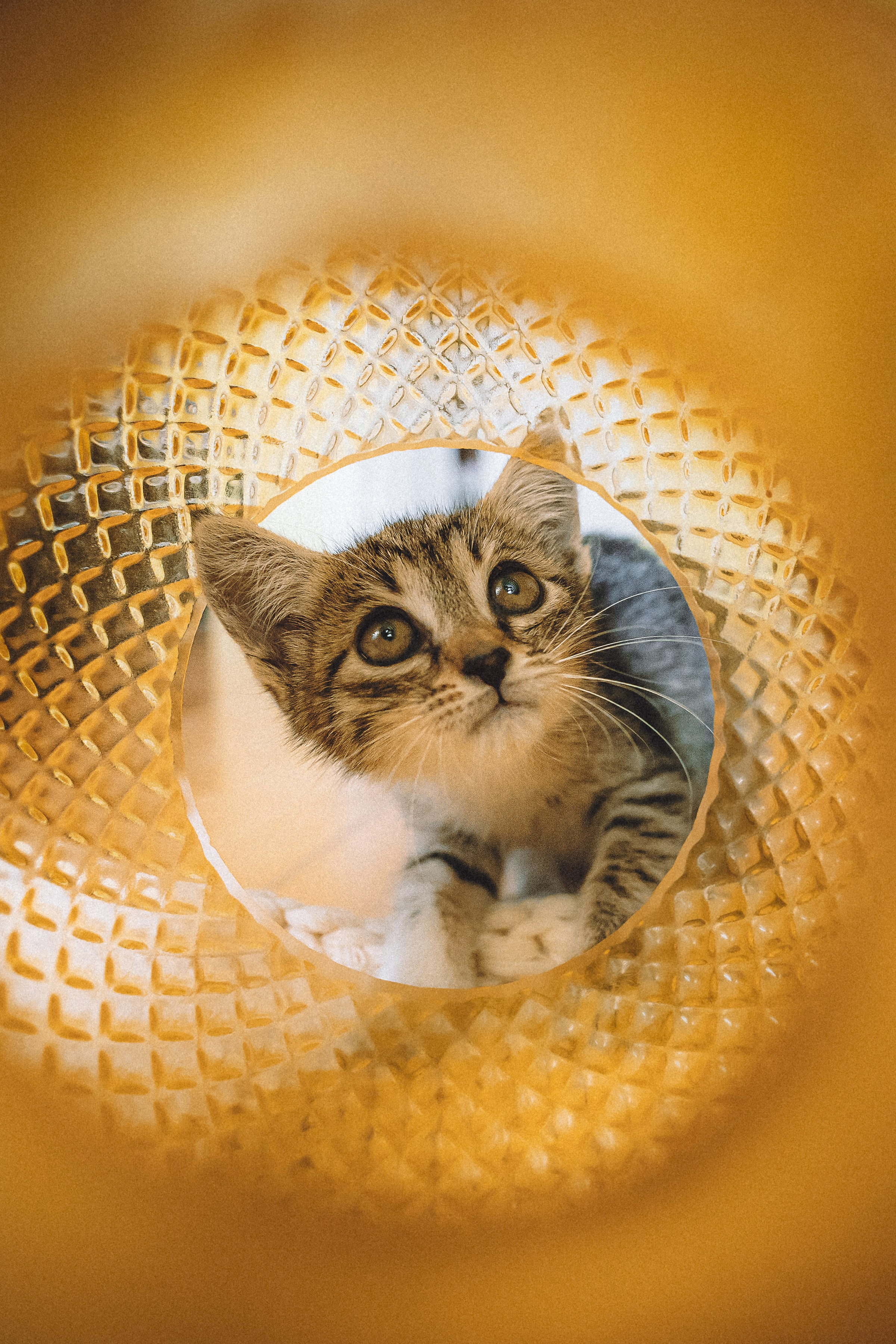 Более 30 идей для фотосессии с котенком