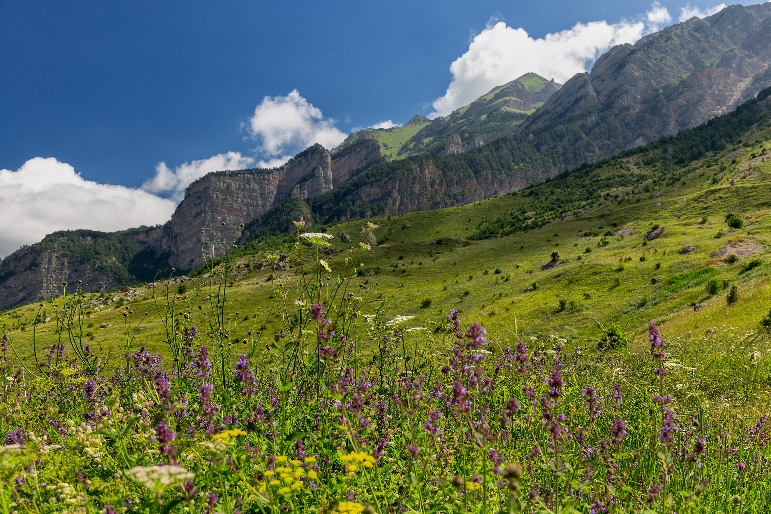 Альпийские луга и горы Дигорского ущелья Северной Осетии