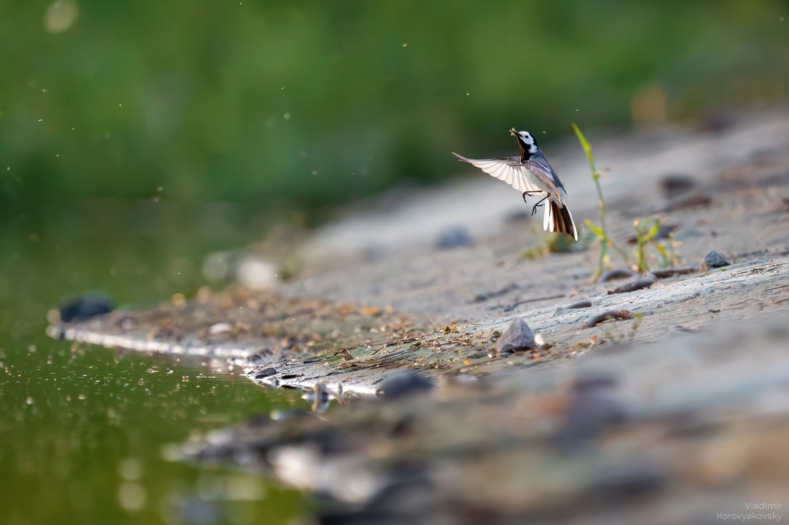Животные. Фотограф Владимир Коровяковский