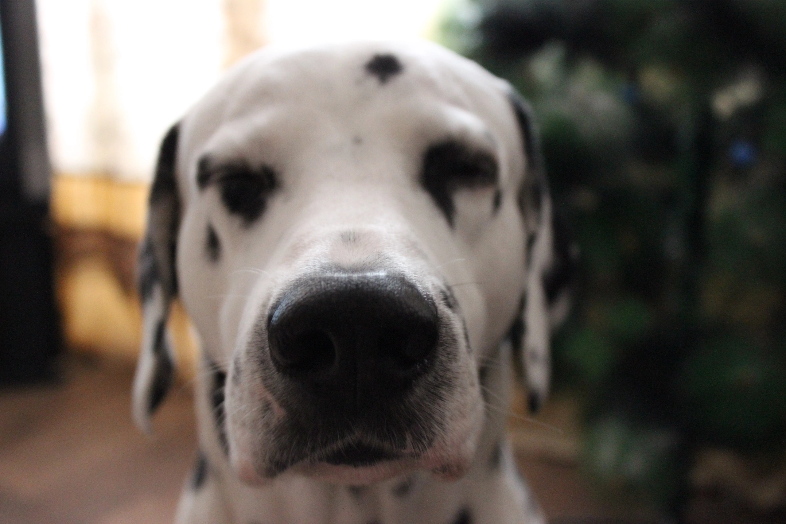 Обо мне. Фотограф-анималист в Санкт-Петеребурге Титова Алиса