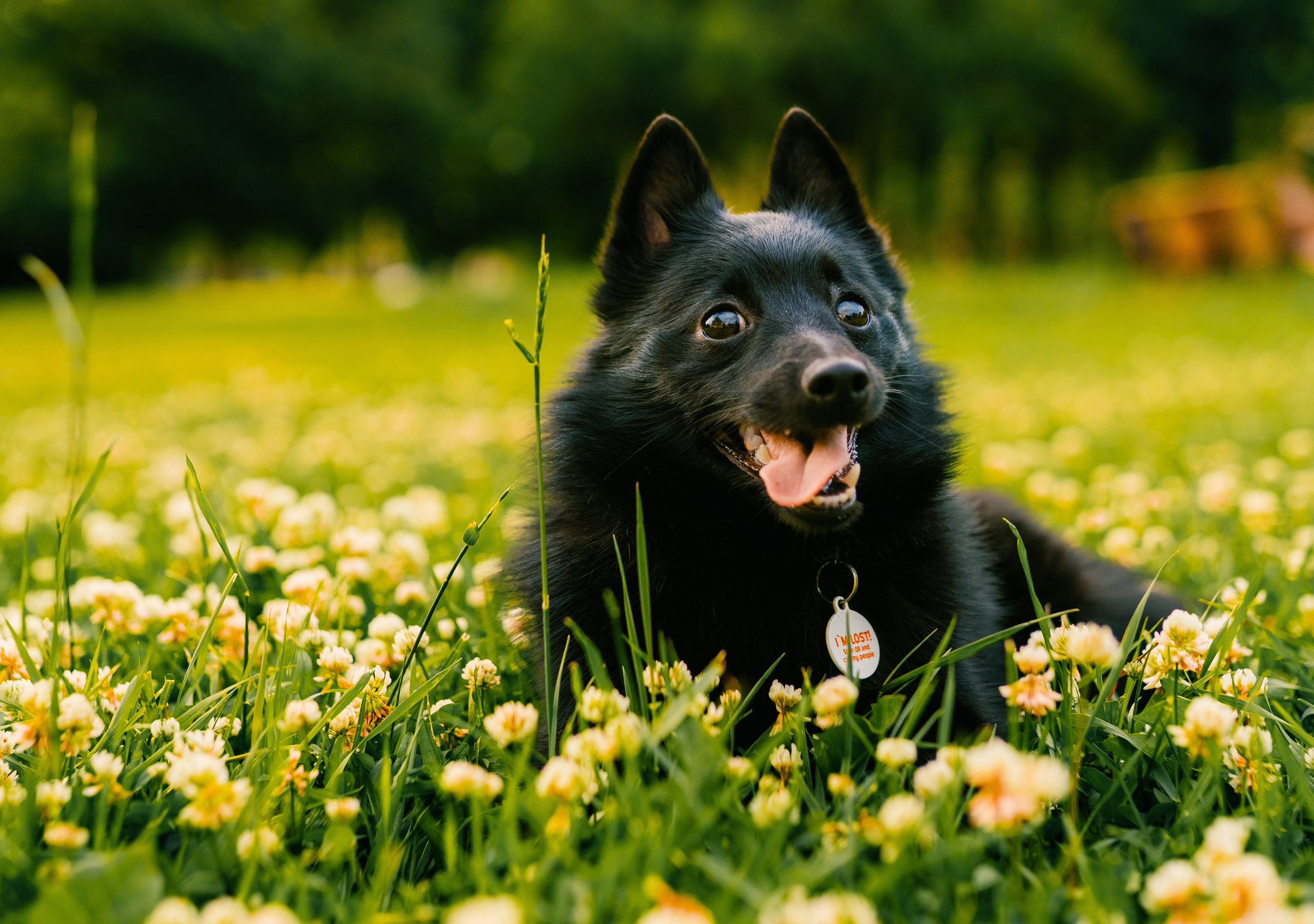 Цены за фотосессию с собакой. Фотограф анималист в Спб недорого Олеся Майорова