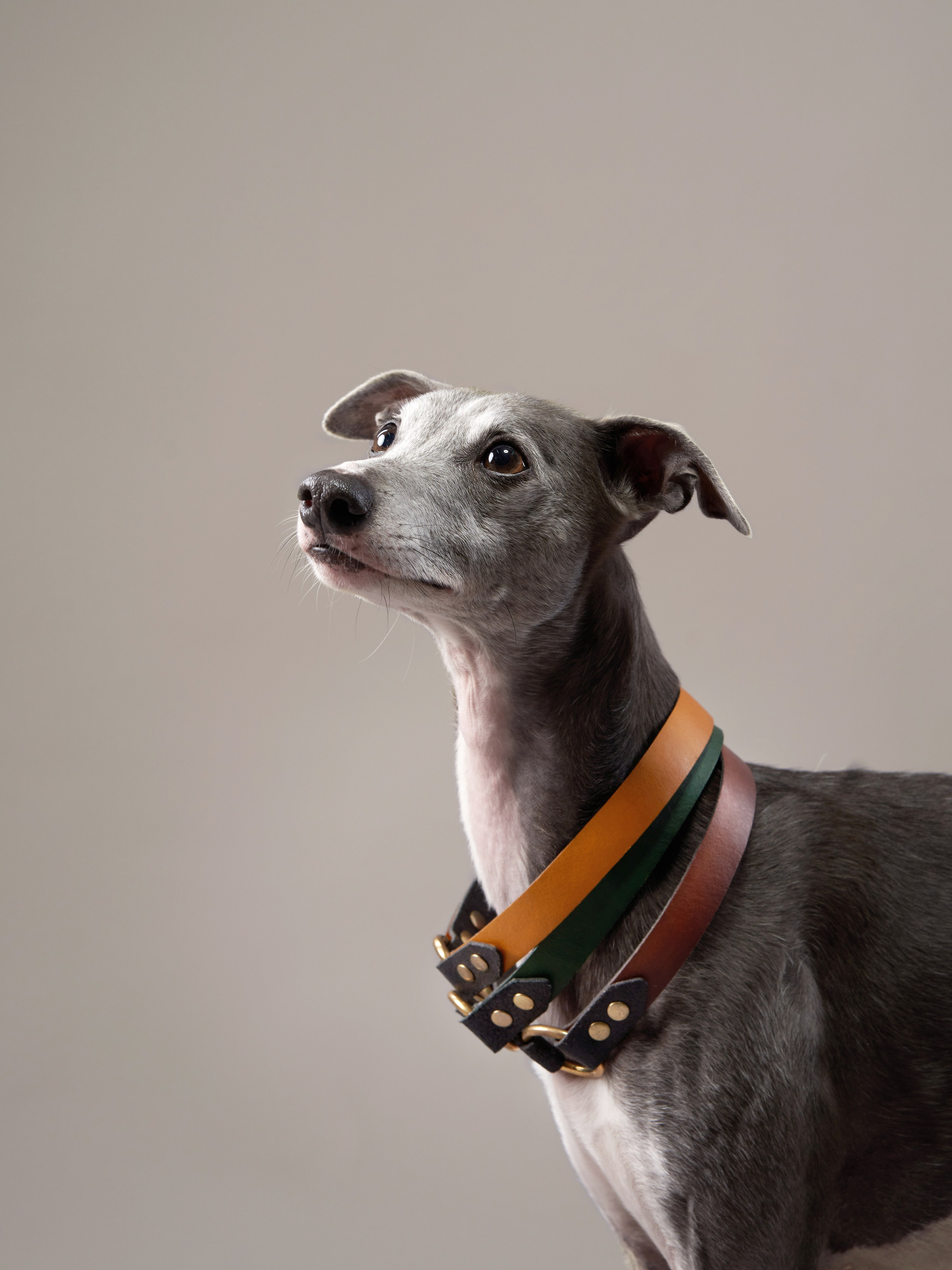 Pet Advertising Photography | Commercial Shoots with Dogs & Cats. Dog photographer Averianova Anna — Art photography of dogs