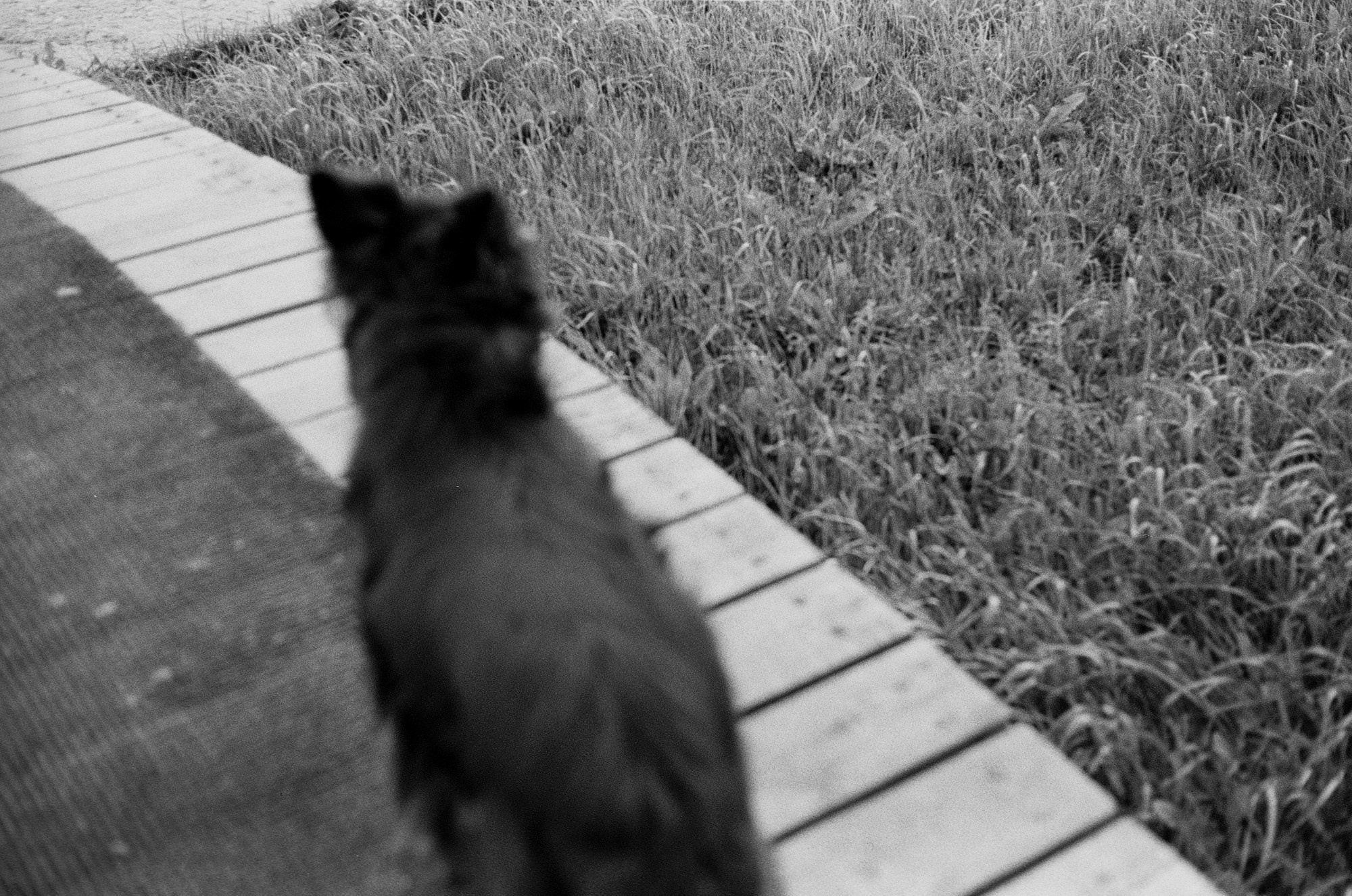 SuperFoodFarm. История фермы. Другой Павел Поцелуев. Фотограф в 2025 году