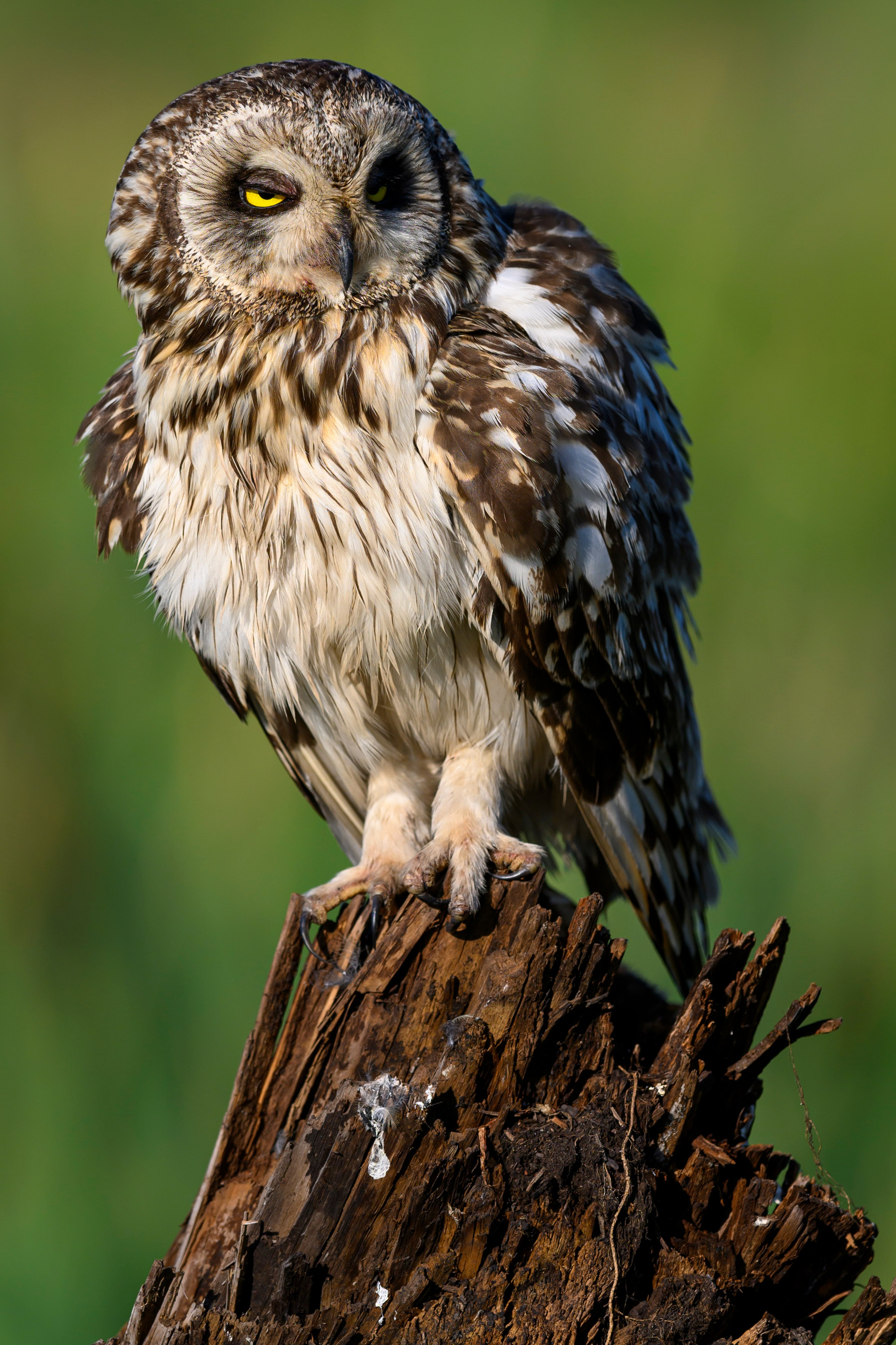 Портреты совы. Owl Portraits. Wildlife photography by Sergey Puponin