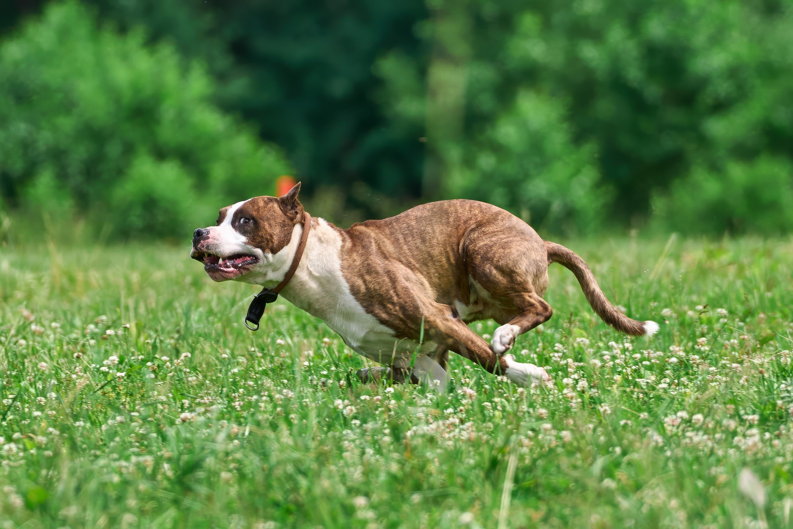 Тренировка по курсингу в Донино. Фотограф-анималист Михаил Манухин