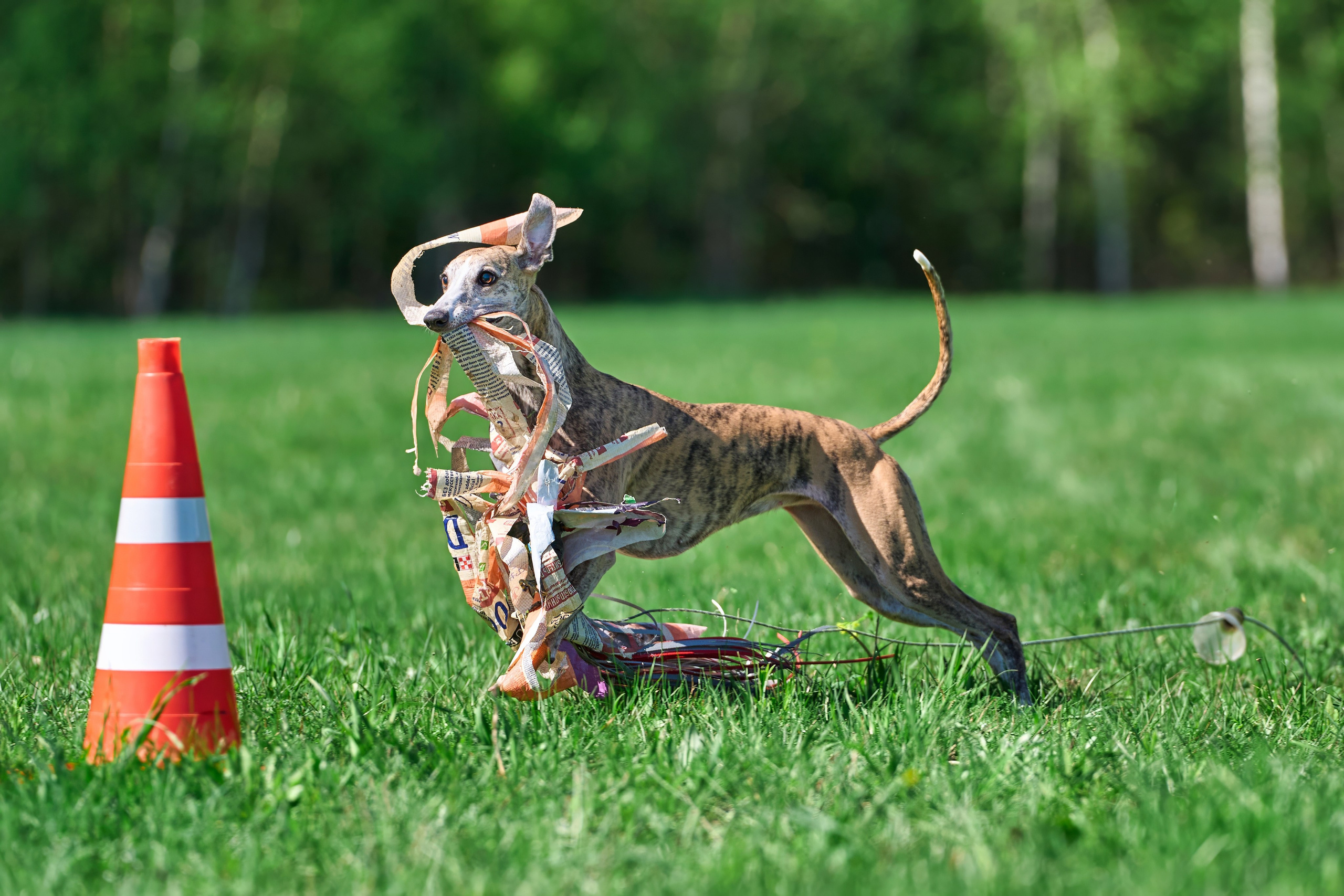 Тренировка по курсингу Донино. Фотограф-анималист Михаил Манухин