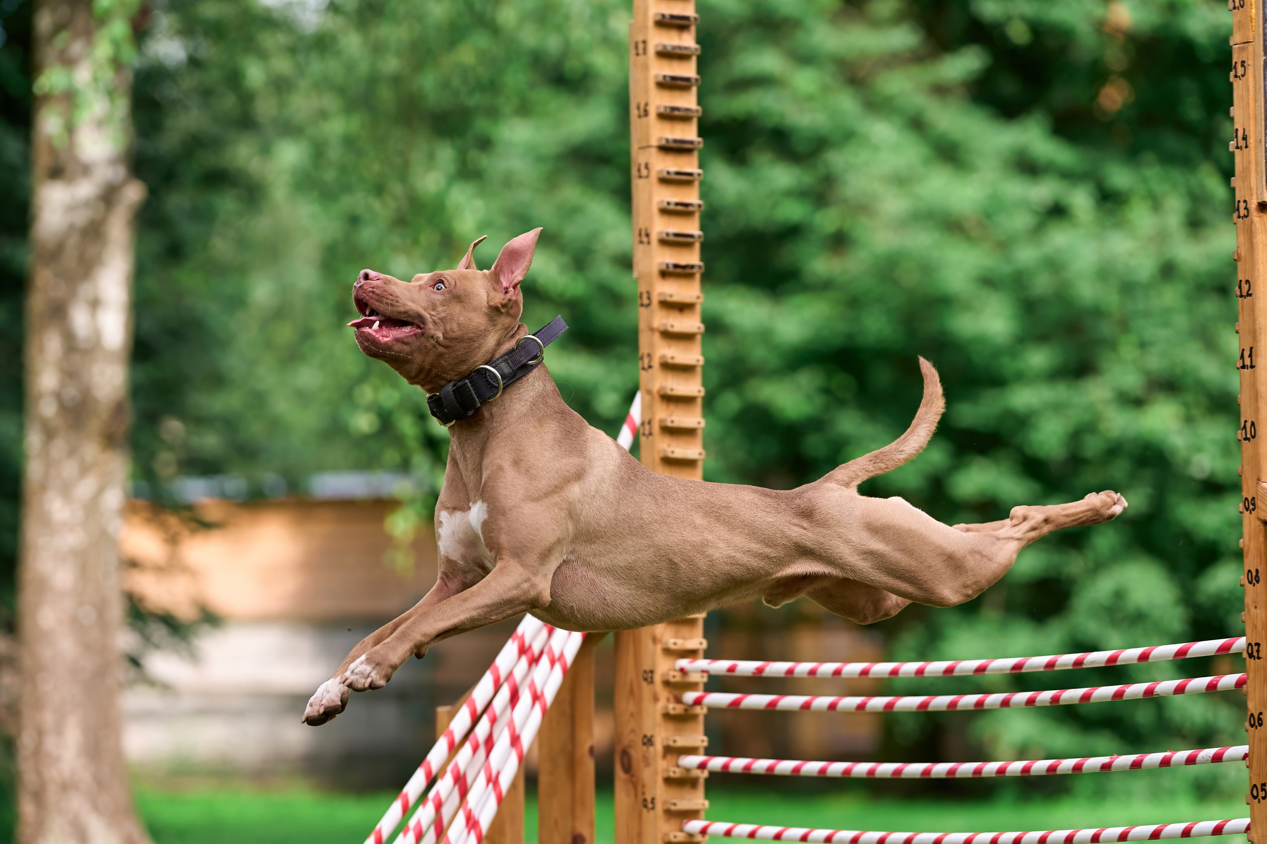 Двухдневные соревнования «Jump'n'Gym Fest — 2024». Фотограф-анималист Михаил Манухин