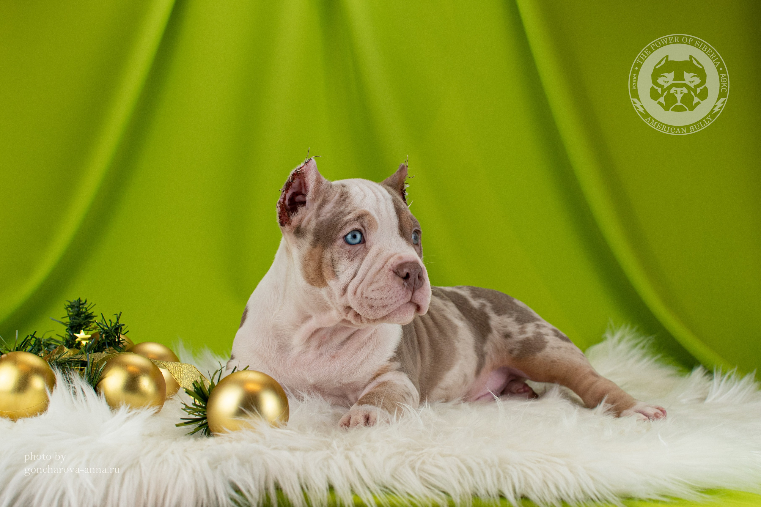 купить щенка в официальном питомнике Американских Булли в Воронеже