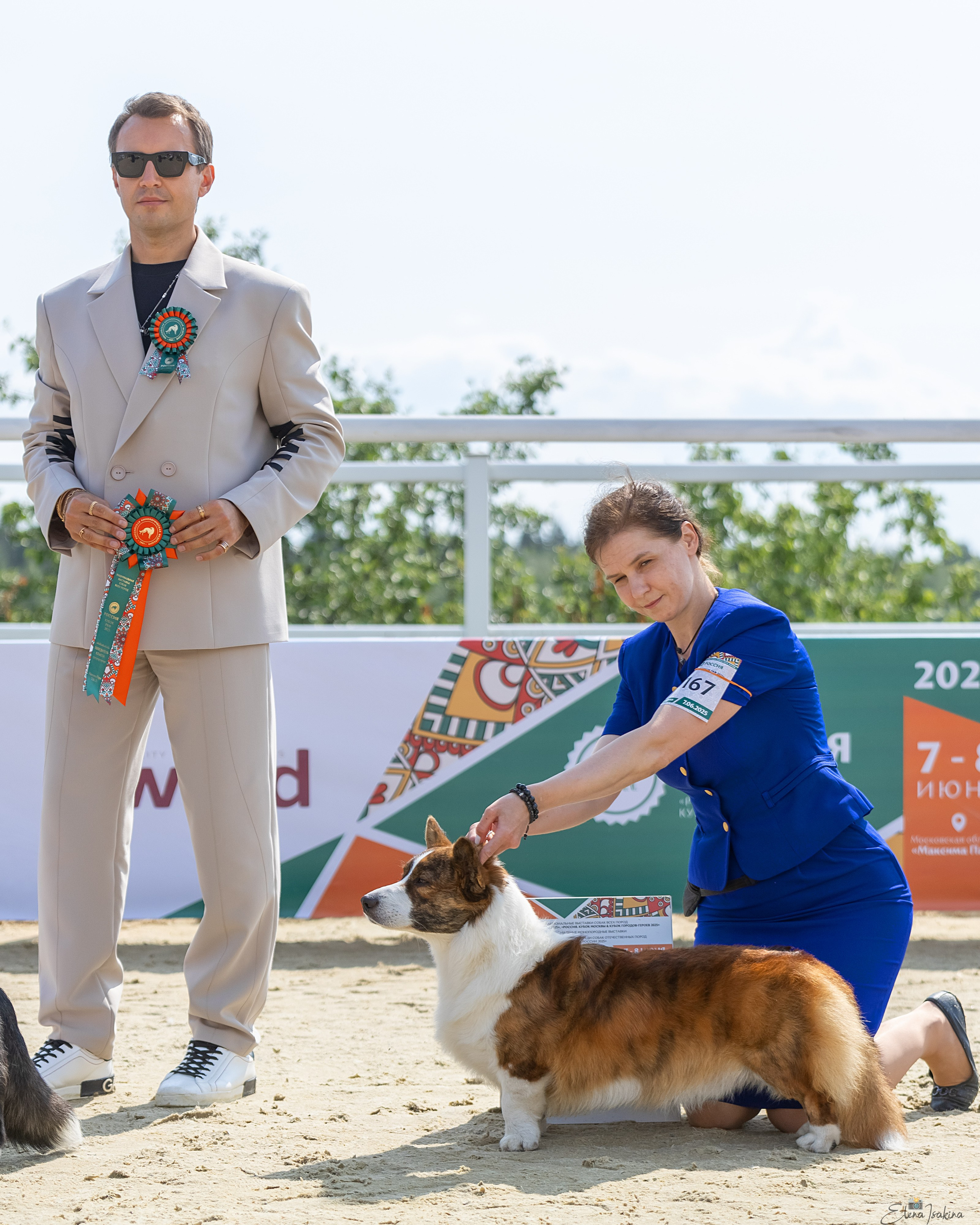 Россия 2025. Купить щенка Вельш-корги-кардиган в семейном питомнике — Ice Fantasy