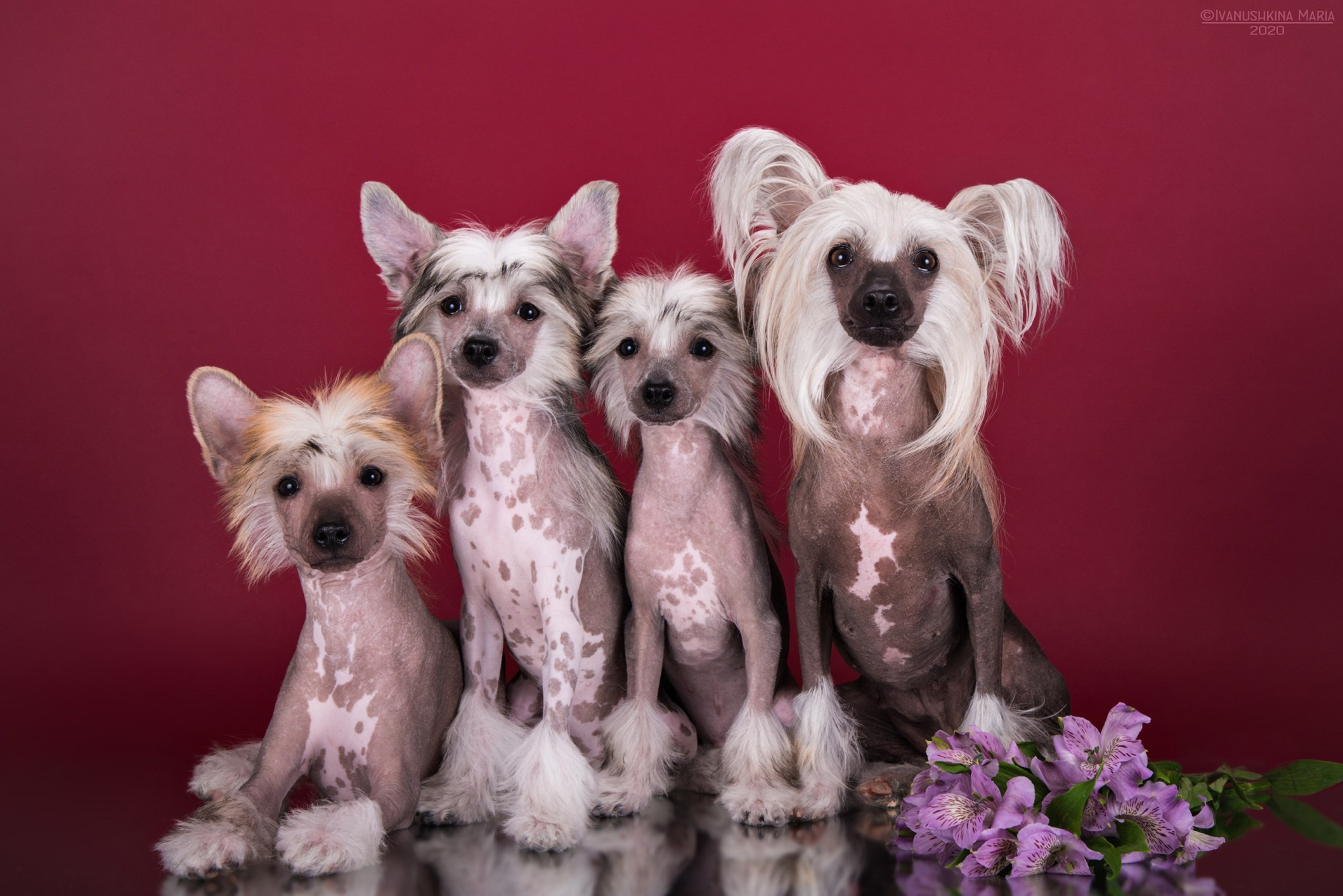 Фотосессия щенков на фонах. Фотограф собак в Москве и Московской области Иванушкина Мария