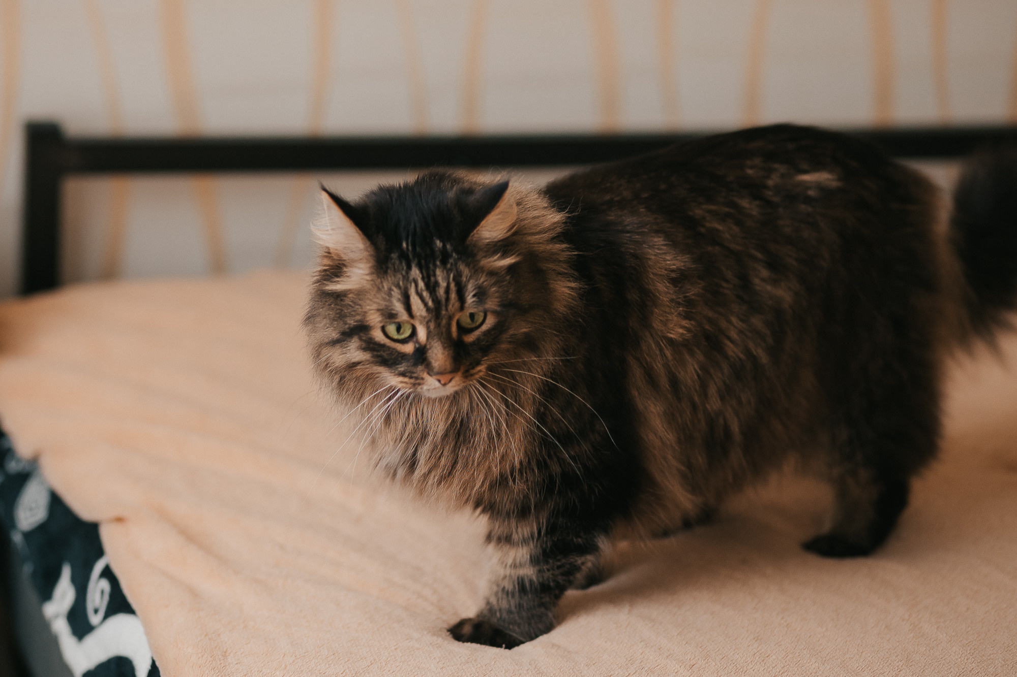 Амина. Семейный фотограф в Челябинске Юлия Смолина