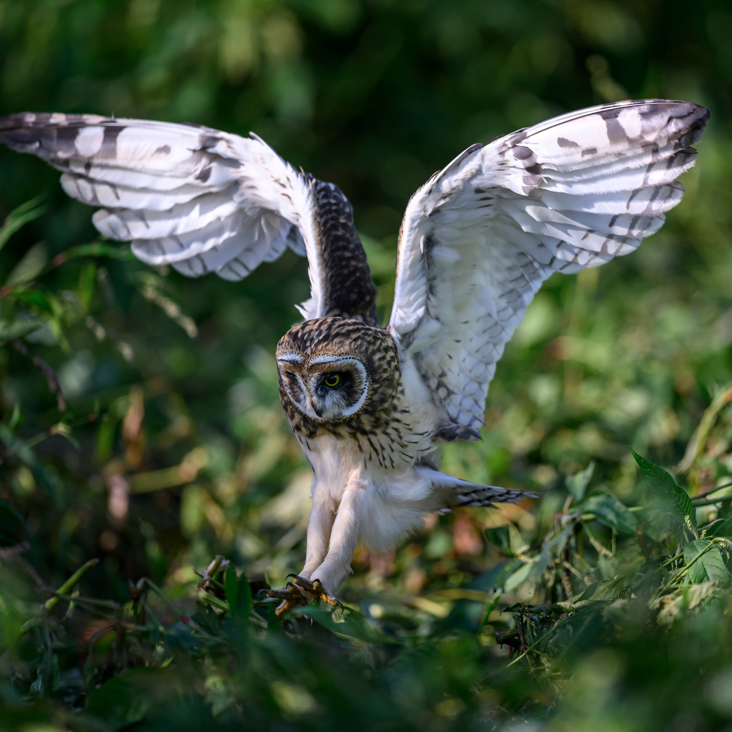 Утро с совятами. Morning with owlets. Wildlife photography by Sergey Puponin