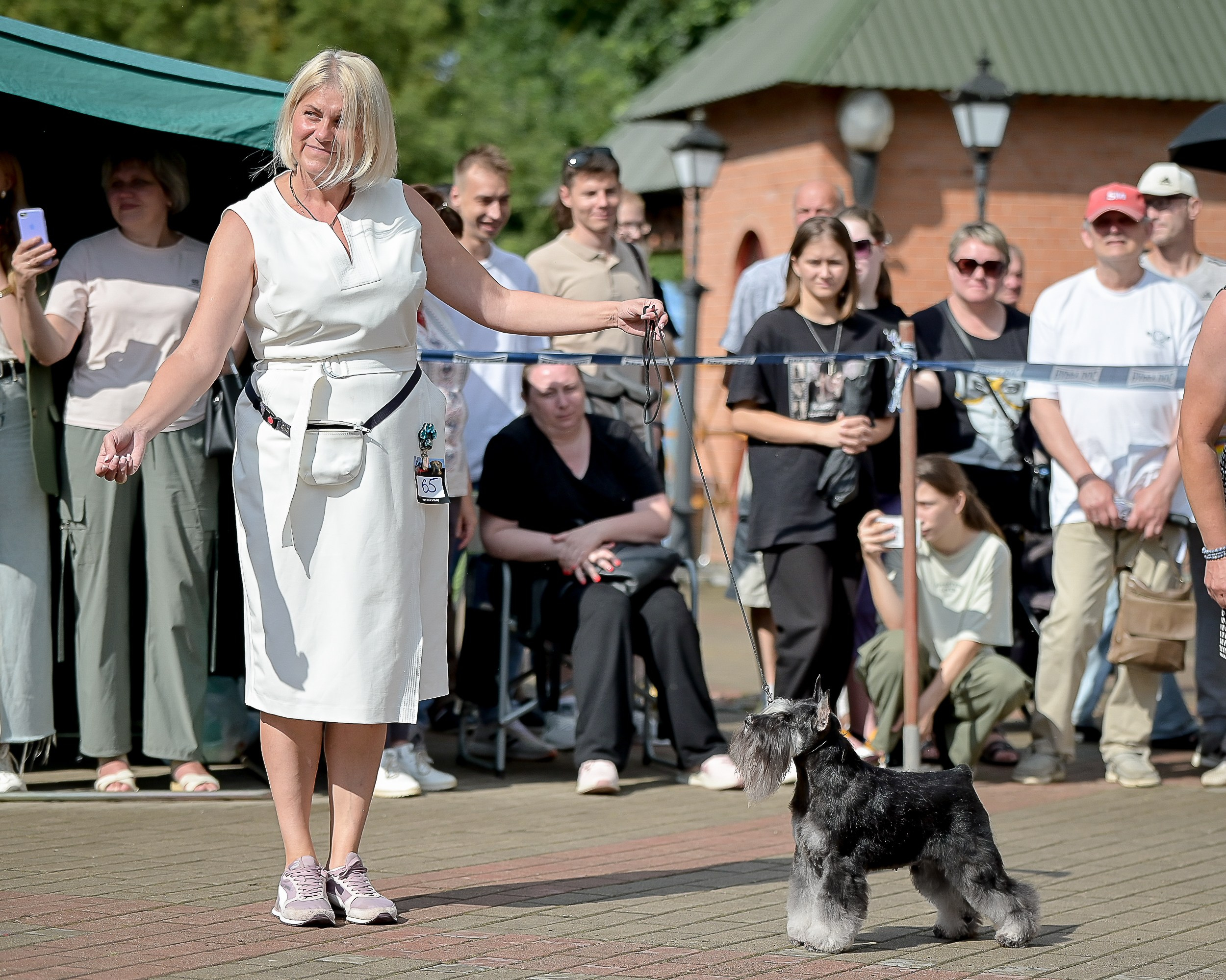Софи/Asson Ari Vivien Marceau. Питомник цвергшнауцеров в Беларуси «Делинсо Бэлэнс»