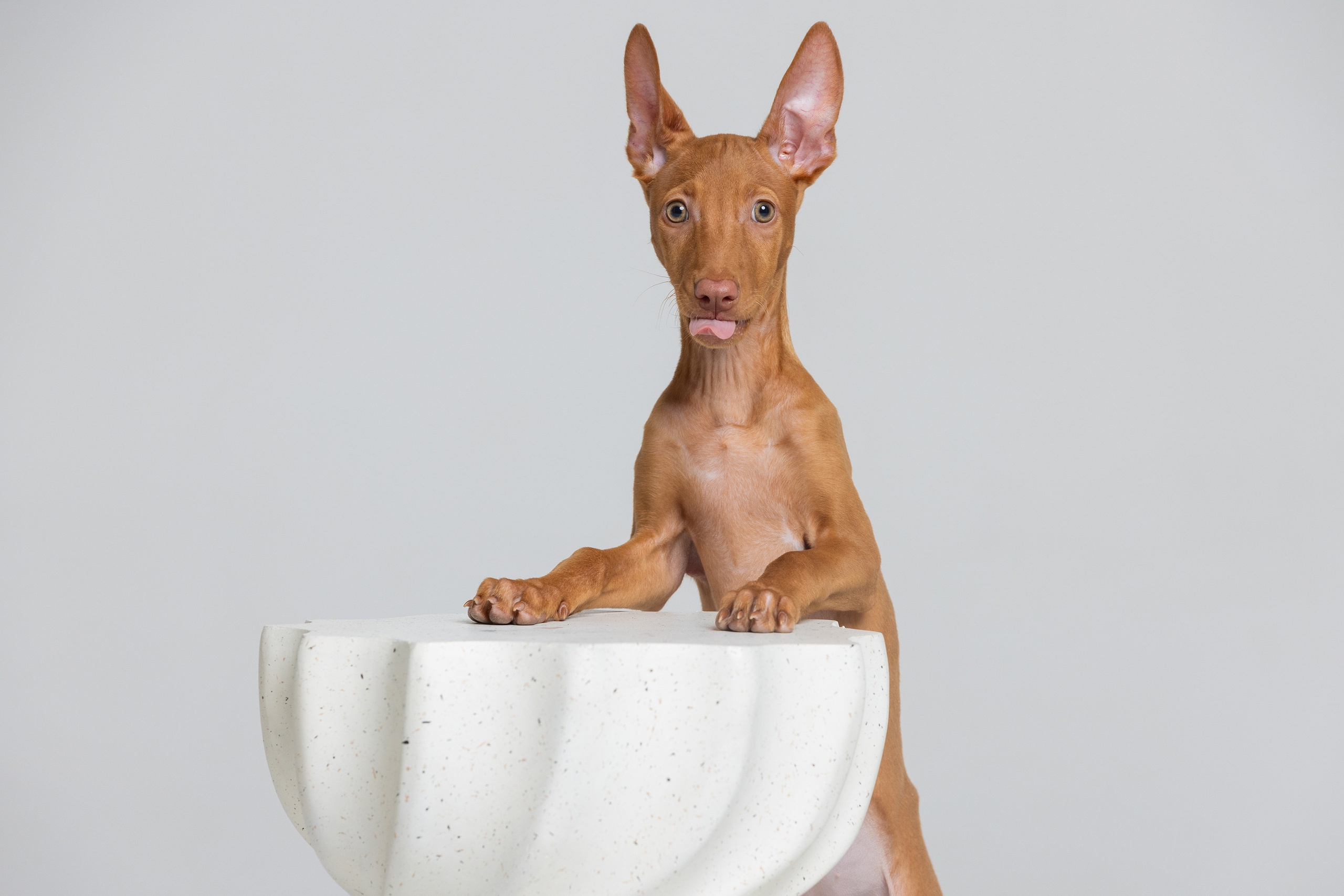 Фотограф Алена Звездина