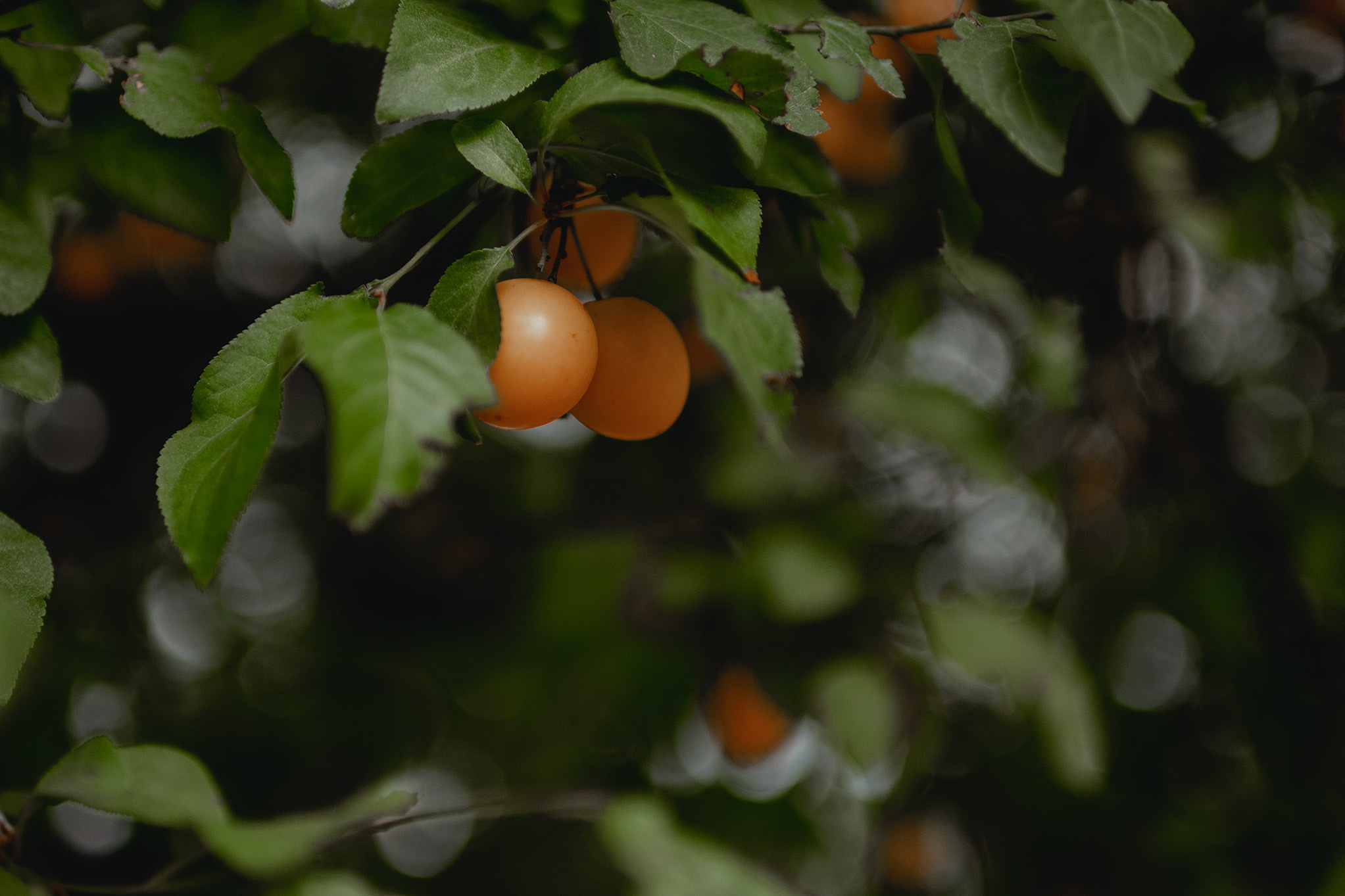 Свадебная прогулка в городе. Юлия Басня семейный и свадебный фотограф в Донецке