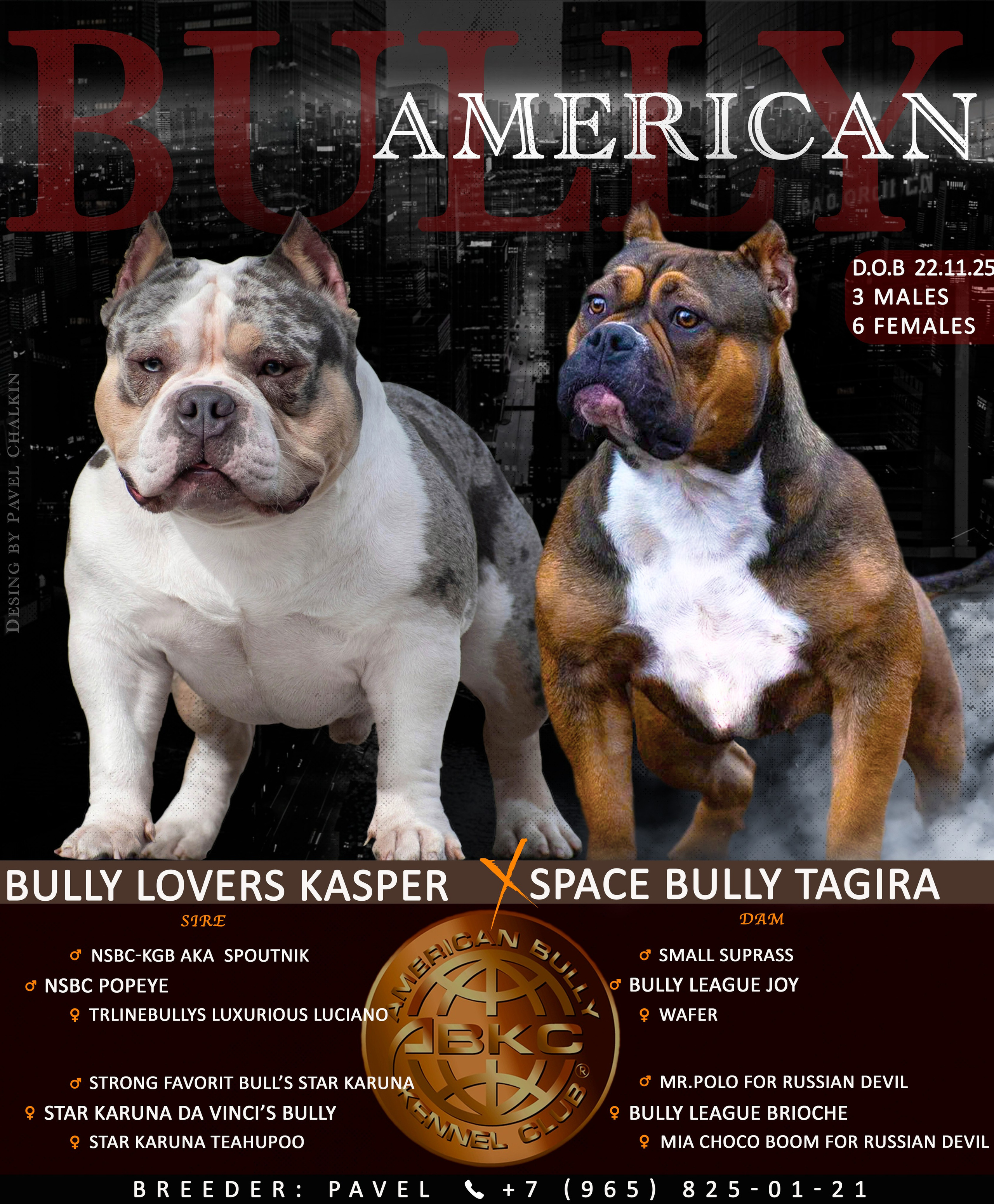 Американский Булли в г. Ростов-на-Дону. Питомник THE POWER OF SIBERIA