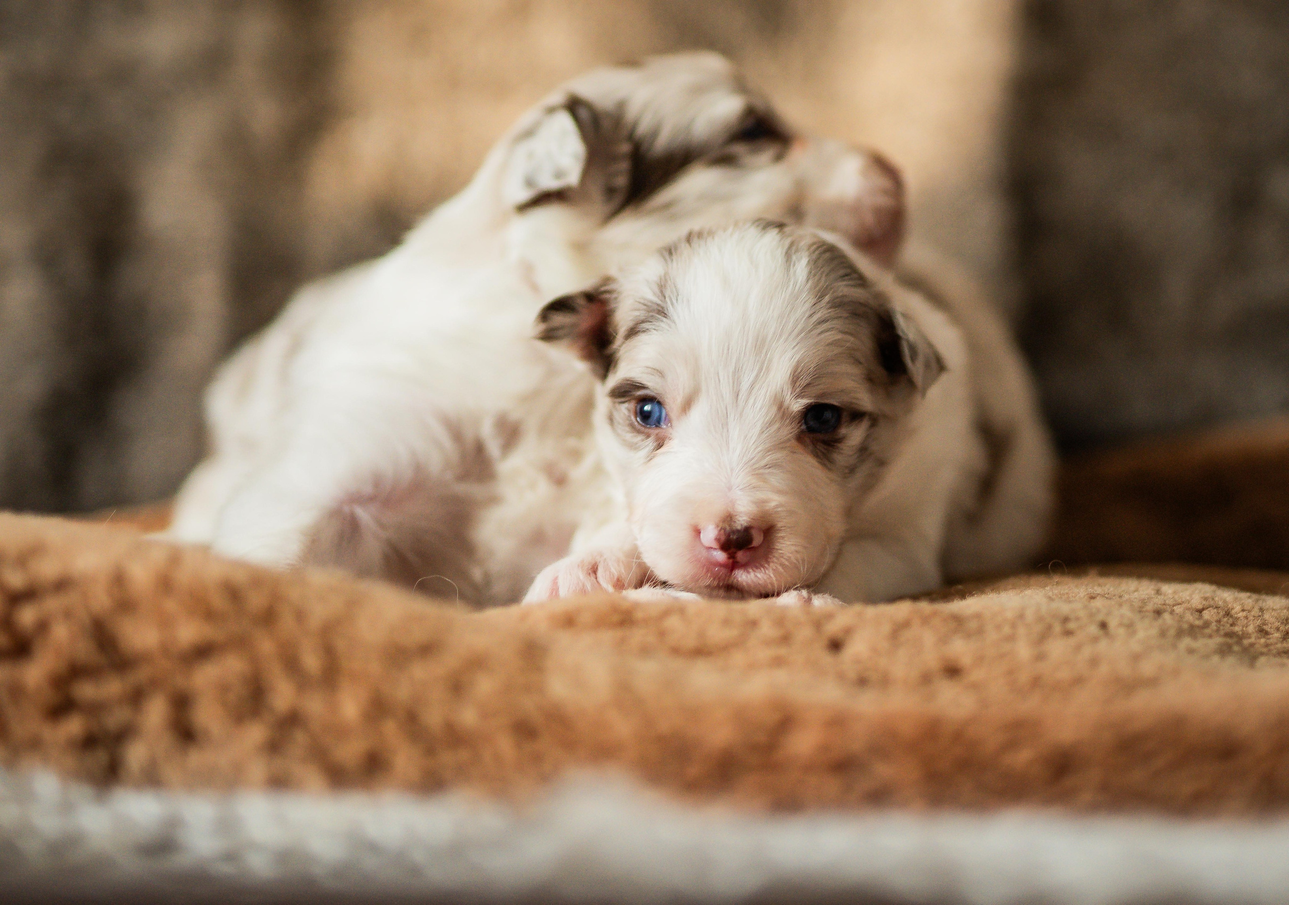 Фритсвит. Семейный фотограф Ефремова Виктория