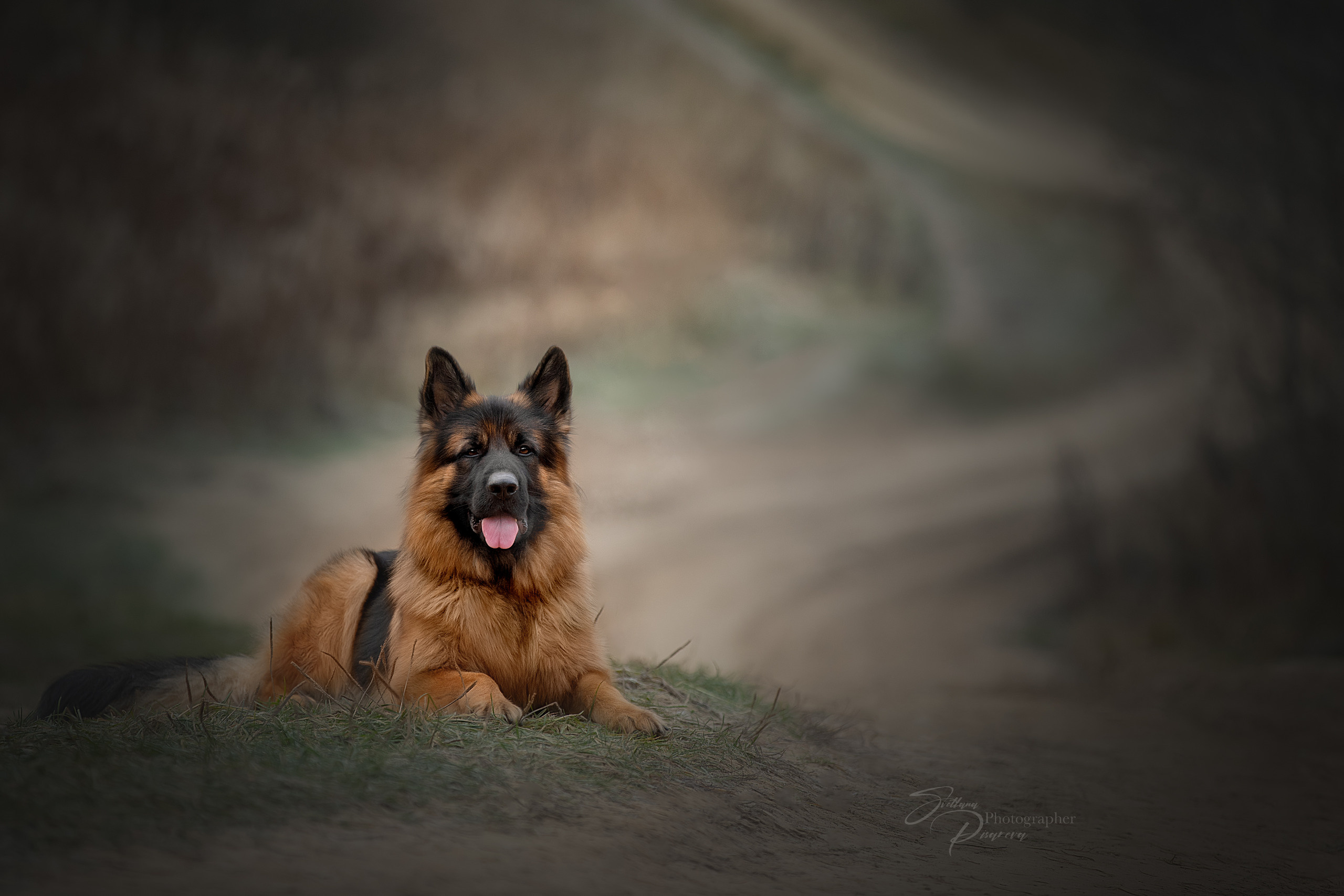 Фотограф анималист в Санкт-Петербурге Светлана Писарева