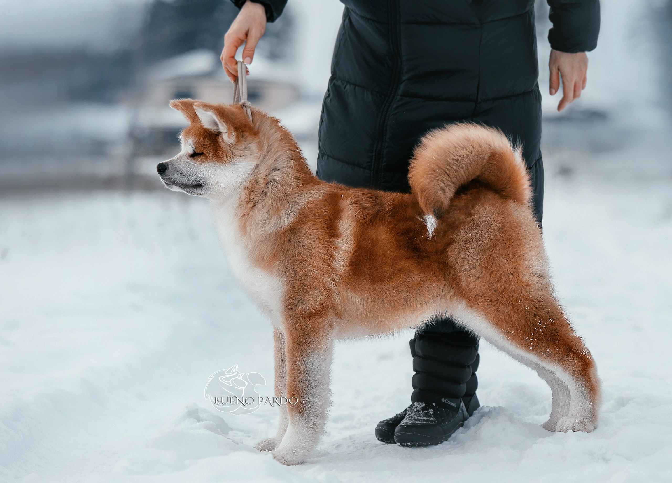 Щенки японской акита ину из питомника. Питомник собак Акита, Хаски, Корги