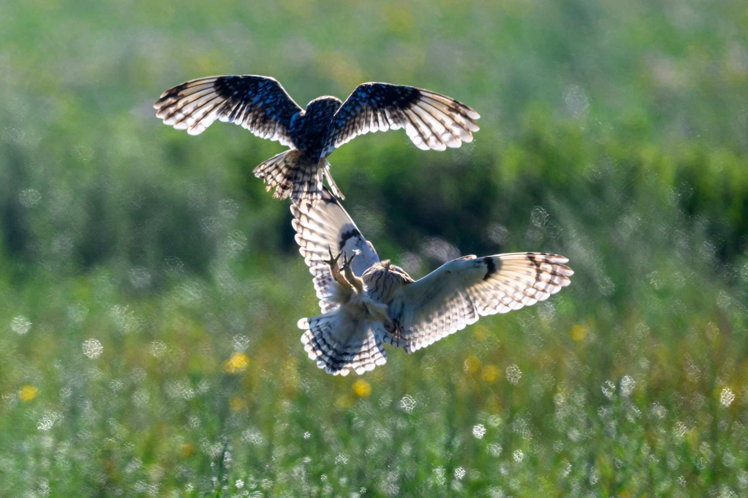 Первая охота совят. The first hunt of owlets. Фотограф Сергей Пупонин
