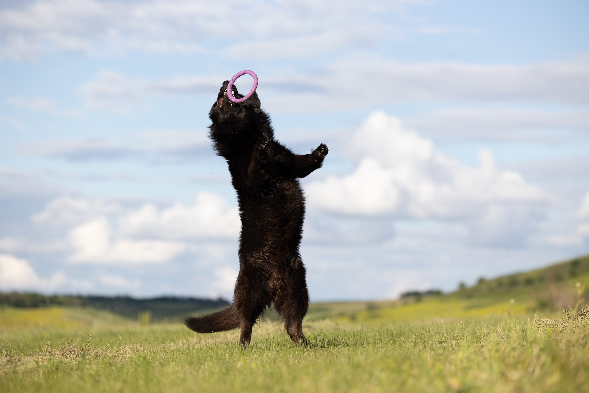 Онлайн-курс по съемке собак. Фотограф Анастасия Ветковская, Москва