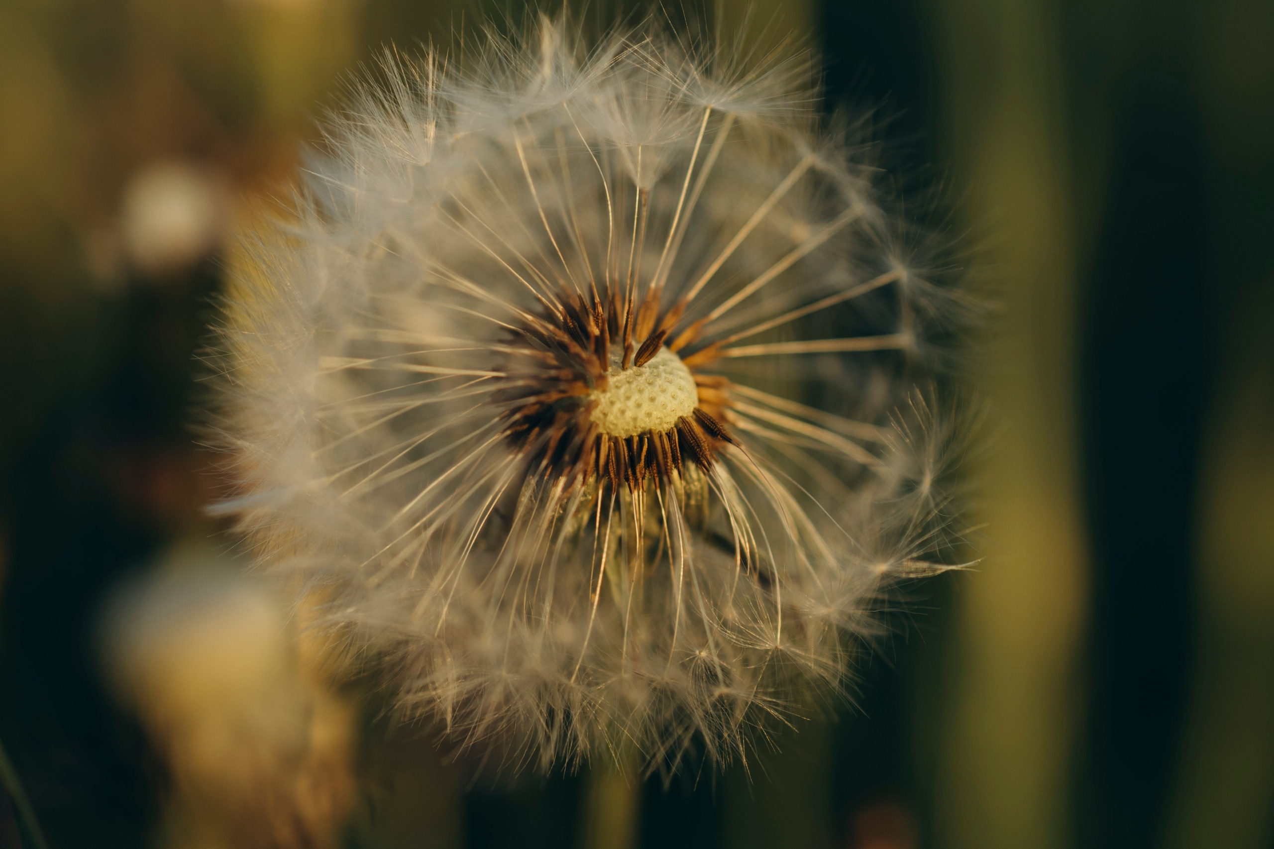 Семейный и детский фотограф в Санкт-Петербурге — Лаврова Ольга