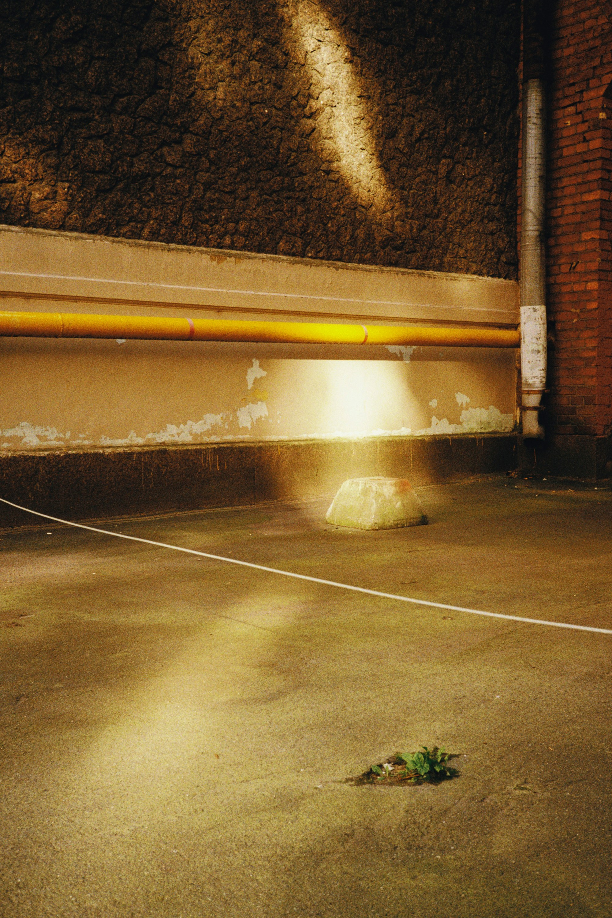 Kodak Gold 200, 2024