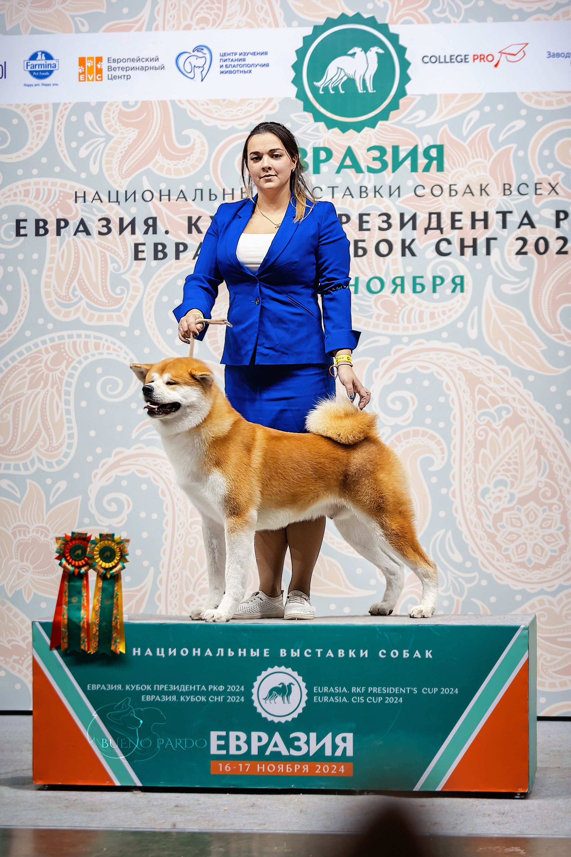 Щенки японской акита ину из питомника. Питомник собак Акита, Хаски, Корги