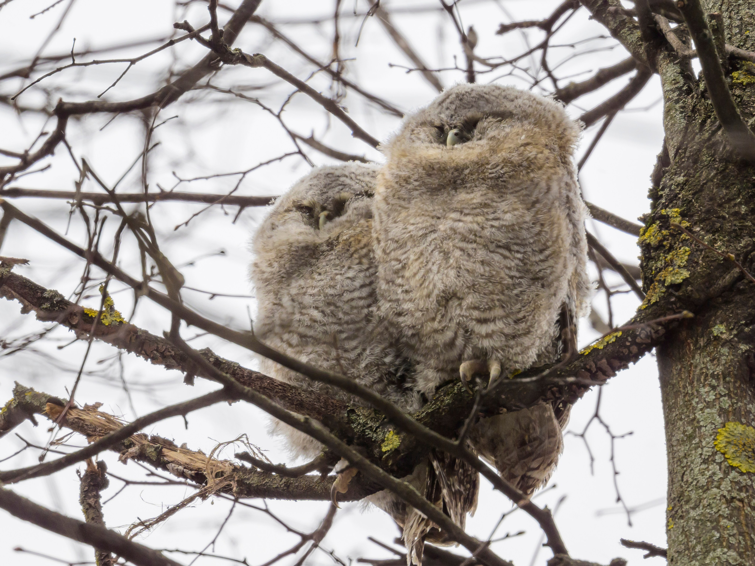 Шестой совенок. The sixth owlet. Фотограф Сергей Пупонин